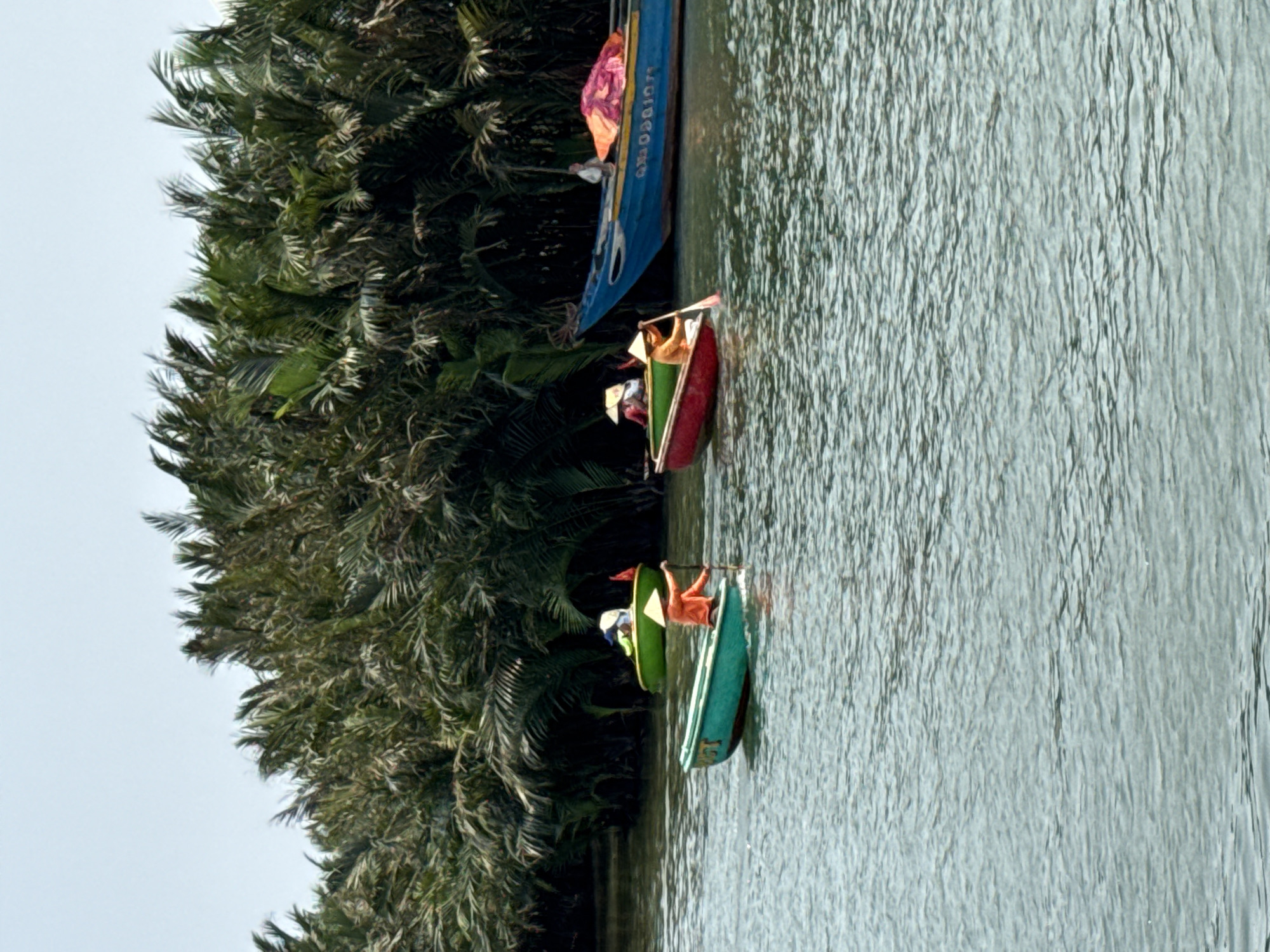 This image depicts a serene river scene, likely in Đà Nẵng, Vietnam, featuring traditional boats against a backdrop of lush vegetation. The scene is presented rotated 90 degrees clockwise from its natural upright orientation.
The setting consists of a calm body of water, possibly a river or canal, running horizontally across the frame (vertically in the original image). Along one bank (bottom-left in the original image), a dense canopy of dark green, palm-like trees creates a tropical atmosphere. A clear, light-colored sky is visible above the treeline (left side in the original image).
On the water, several boats are visible. A larger, blue wooden boat is partially seen near the treeline (top-center in the original image), with white text that appears to read "LAUREON" or similar along its side. A bright, colorful fabric, possibly pink or orange, is draped over its bow.
In front of the larger boat (bottom-right in the original image), two smaller, round-shaped basket boats, known as thúng chai, are being paddled. The boat closer to the viewer is green, and a person wearing an orange top is actively paddling. A faint number "15" is visible on its side. Behind it, a reddish-brown basket boat carries another person, wearing a white hat, also engaged in paddling. The activity suggests a leisure excursion or a local tour.
The time of day appears to be daylight, with bright, diffused light reflecting off the water's rippled surface. The overall mood is peaceful and scenic, highlighting a unique cultural and natural landscape.