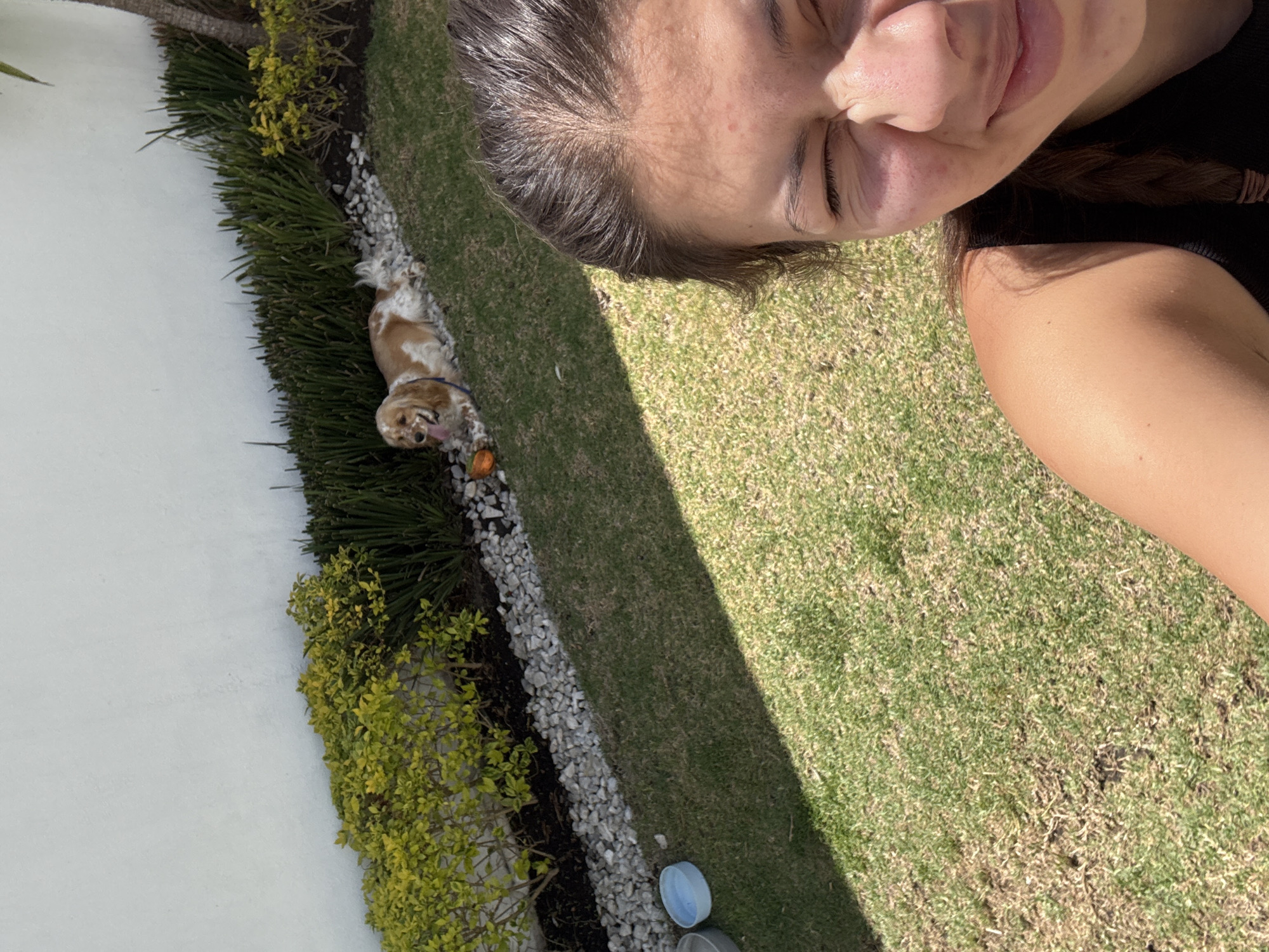 A woman is depicted in a close-up, top-down perspective, appearing to take a selfie or look down at her pet in a sunny outdoor setting. Her face occupies the upper right portion of the frame, showing her forehead, closed or squinting eyes, nose, and mouth, hinting at a smile. Her dark hair is visible, and she wears a dark top.
In the lower left, a small, fluffy, brown and white dog, resembling a Cavalier King Charles Spaniel, lies on its back amidst green bushes and white decorative rocks. Its belly is exposed, and its tongue is slightly out, indicating relaxation or play. An orange toy is visible near the dog's head.
The background shows a brightly lit backyard or garden area. A plain white wall runs along the left, bordering a strip of green plants and neatly arranged white gravel. Beyond this, a grassy lawn stretches across the scene. Strong sunlight is evident, casting prominent shadows, including one from the woman's head across the grass and a larger shadow diagonally through the lawn. Two light-colored bowls are partially visible on the grass in the lower right. The scene conveys a warm, sunny day, likely midday or early afternoon, capturing a moment of leisure in Heroica Puebla de Zaragoza, Mexico. No text is visible.