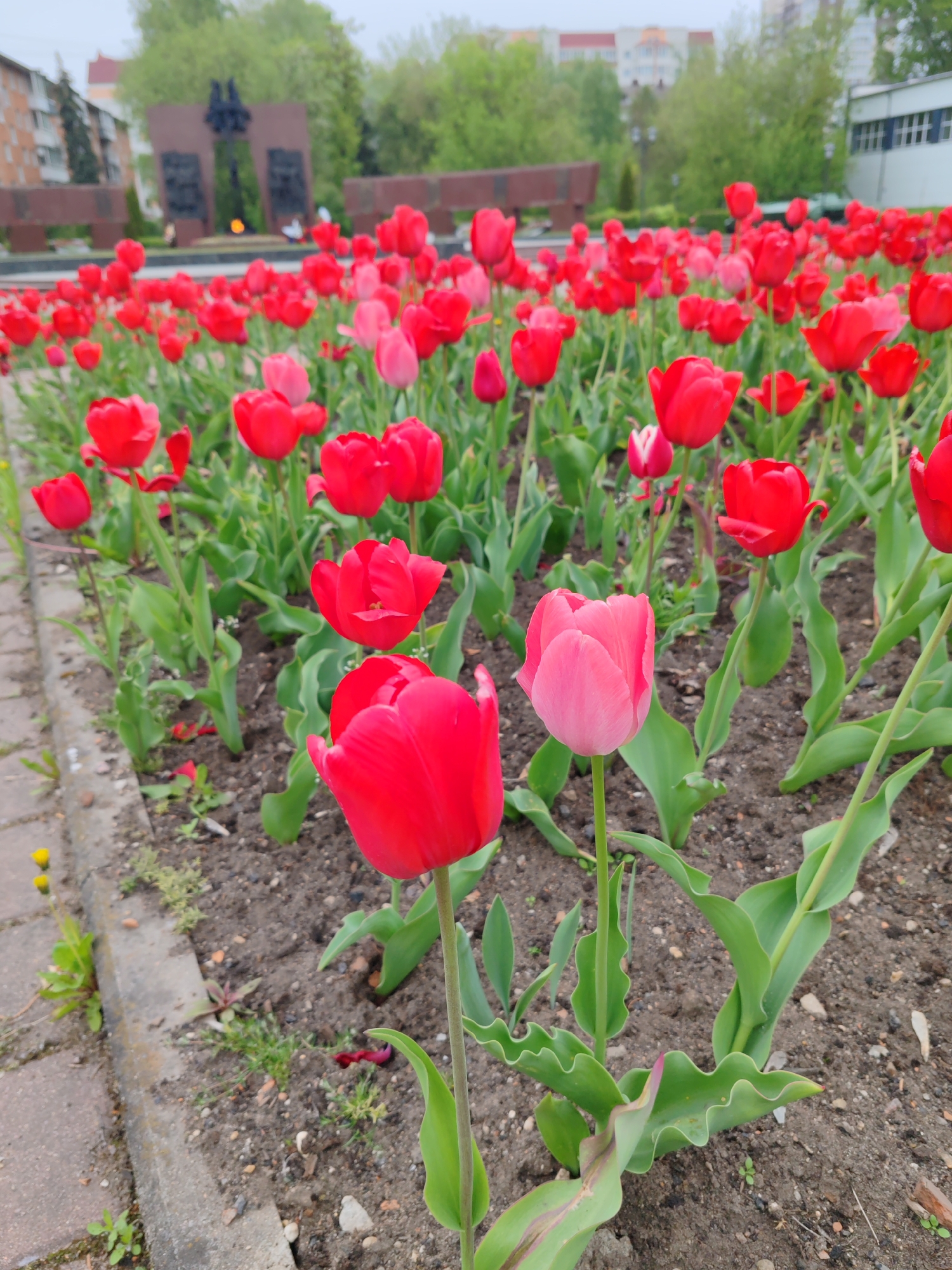 The image shows a flower bed in Tver, Russia, filled with numerous red tulips and a few pink tulips. In the background is a monument. The soil is visible between the flowers. The edge of the flower bed is marked by a concrete border. The sky is overcast. Some buildings and green trees are visible in the distance.