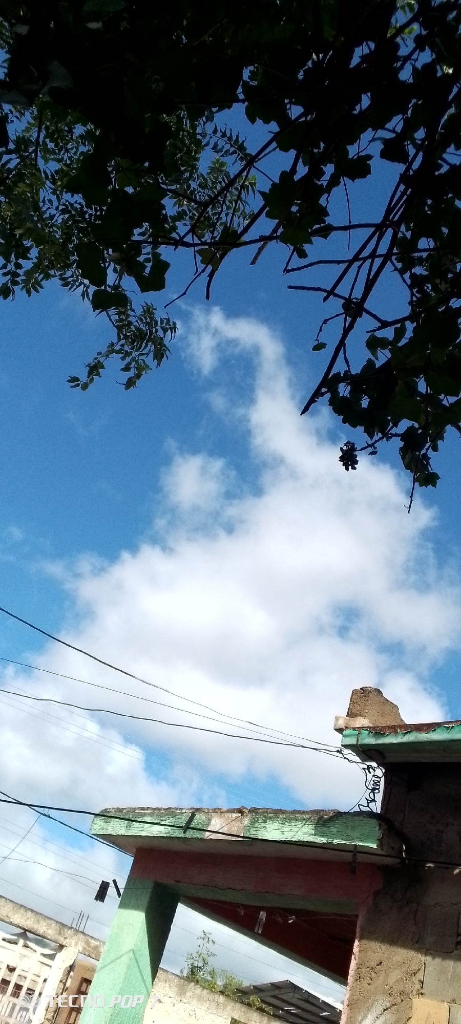 The image, taken in Altagracia, Venezuela, captures a perspective looking upwards towards a bright blue sky dotted with fluffy white clouds. Silhouetted against the sky are the dark green leaves and branches of trees in the foreground, framing the upper portion of the scene. In the lower half of the image, the tops of two buildings are visible. The building on the left has a green support pillar and a red-sloped roof section. The building on the right features a section of concrete roof with a green-painted edge, some exposed rebar, and what appears to be a cluster of dried seed pods or small fruits hanging from a branch above it. Several dark electrical wires crisscross horizontally across the middle of the frame. The overall impression is one of an outdoor, urban environment under a clear sky.