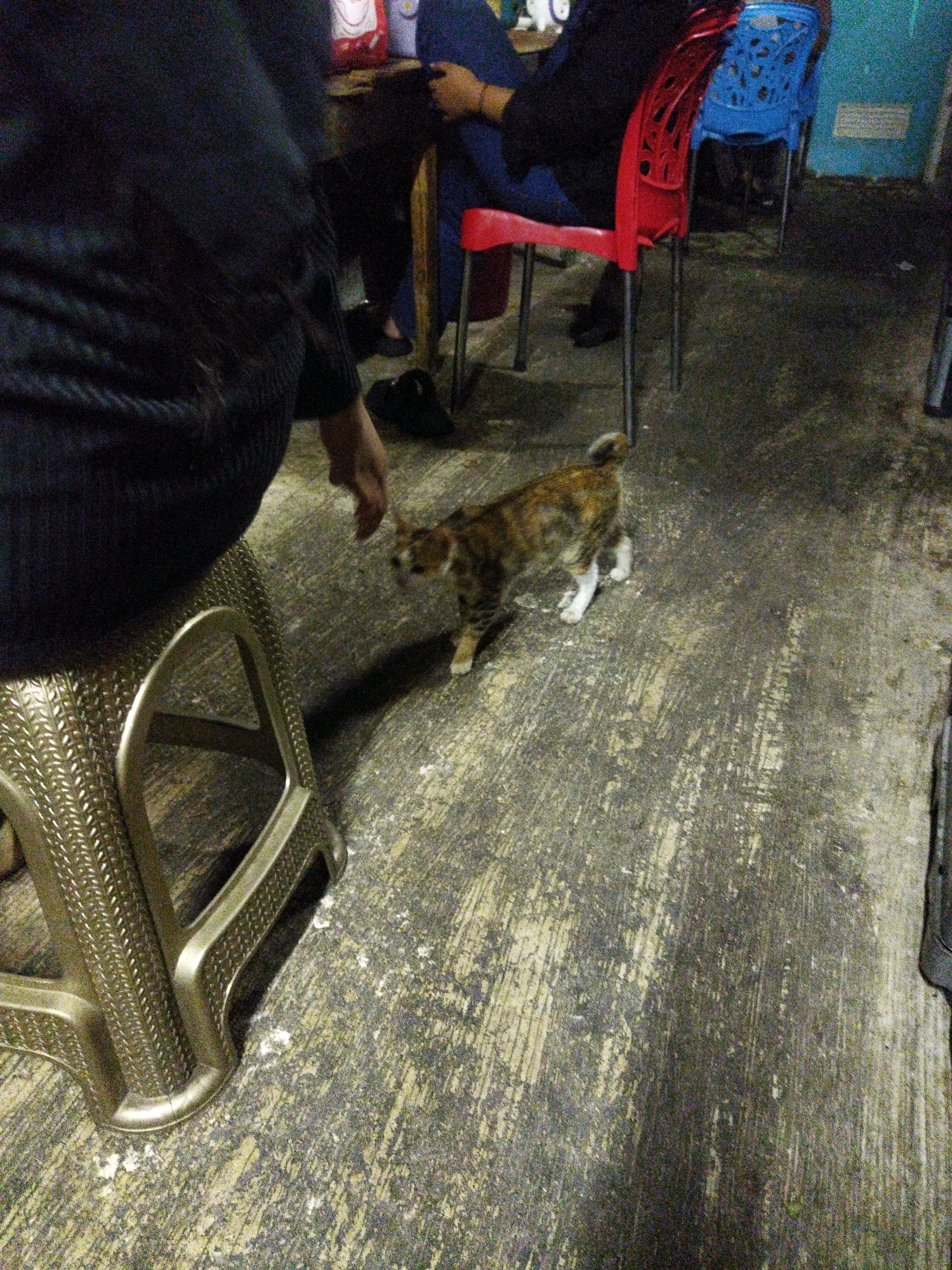 An undated, grainy, medium shot photograph captures a domestic cat walking on a dirty concrete floor in what appears to be a covered outdoor or dimly lit indoor space. The cat, a tabby with brown, orange, and white markings, is captured mid-stride. To the left of the frame, a golden stool with a woven texture is visible. In the background, the legs of a person wearing dark clothing are seen near a red chair and a blue chair. The overall environment suggests a casual, possibly public setting, like a roadside eatery or a simple dwelling. The scene offers no specific clues to identify it as being in West Jakarta, Indonesia.