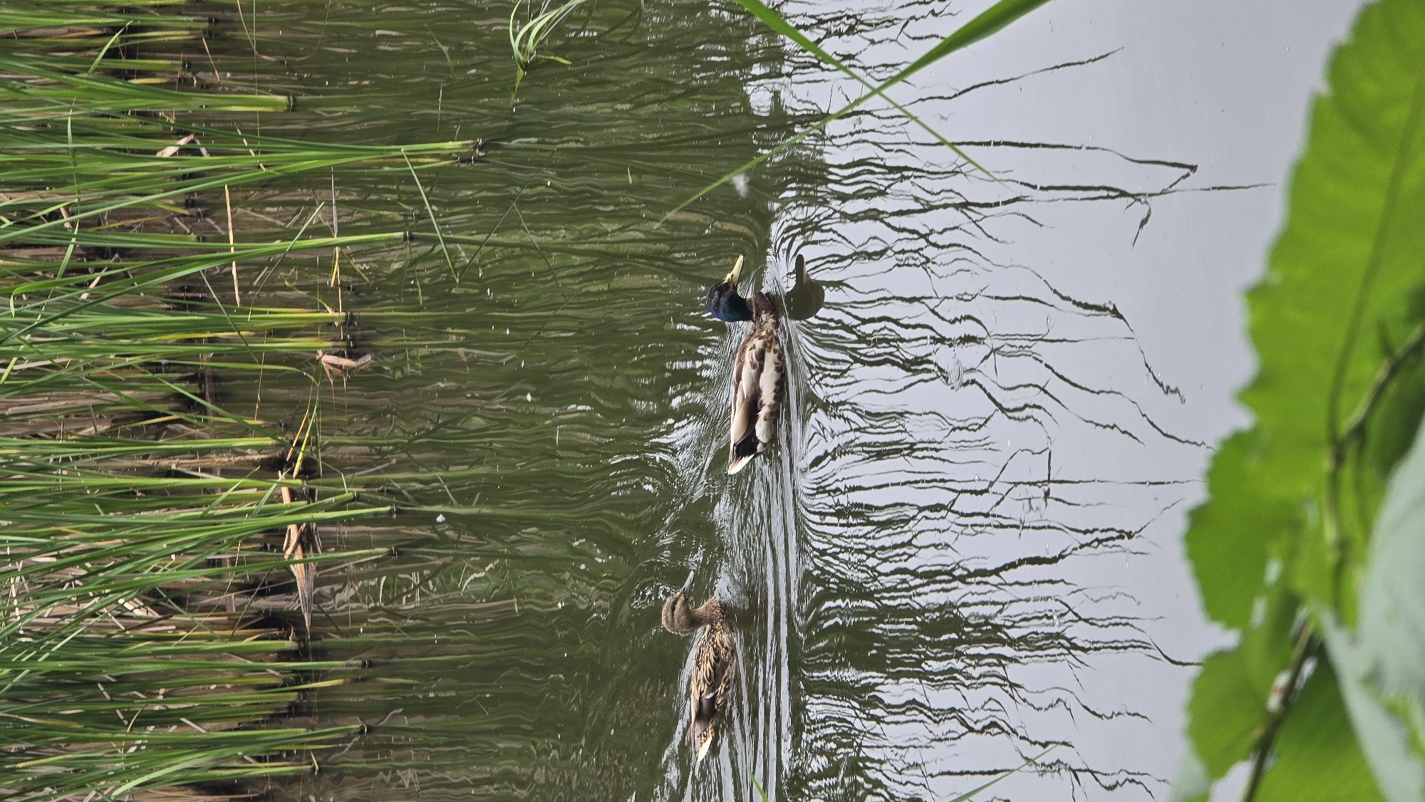 A serene photograph captures two mallard ducks swimming in calm water, likely a pond or slow-moving river, with lush green reeds lining a bank on the left and additional foliage in the foreground on the right. The scene is set in Kyiv, Ukraine.
In the center of the frame, a male mallard duck, identifiable by its iridescent green head, is seen with its head tilted back, possibly preening or stretching. Behind it, a female mallard duck, displaying its mottled brown plumage, swims, creating gentle ripples on the water's surface. The water reflects the sky and surrounding vegetation, showing varying shades of green and gray.
The left side of the image is dominated by a dense growth of tall, verdant reeds or grass extending into the water. A large, vibrant green leaf, slightly out of focus, occupies the bottom right corner, hinting at more surrounding greenery. The lighting appears soft and diffused, suggesting an overcast day or a time with indirect sunlight, which contributes to the tranquil and natural ambiance of the scene. No text is visible in the image.