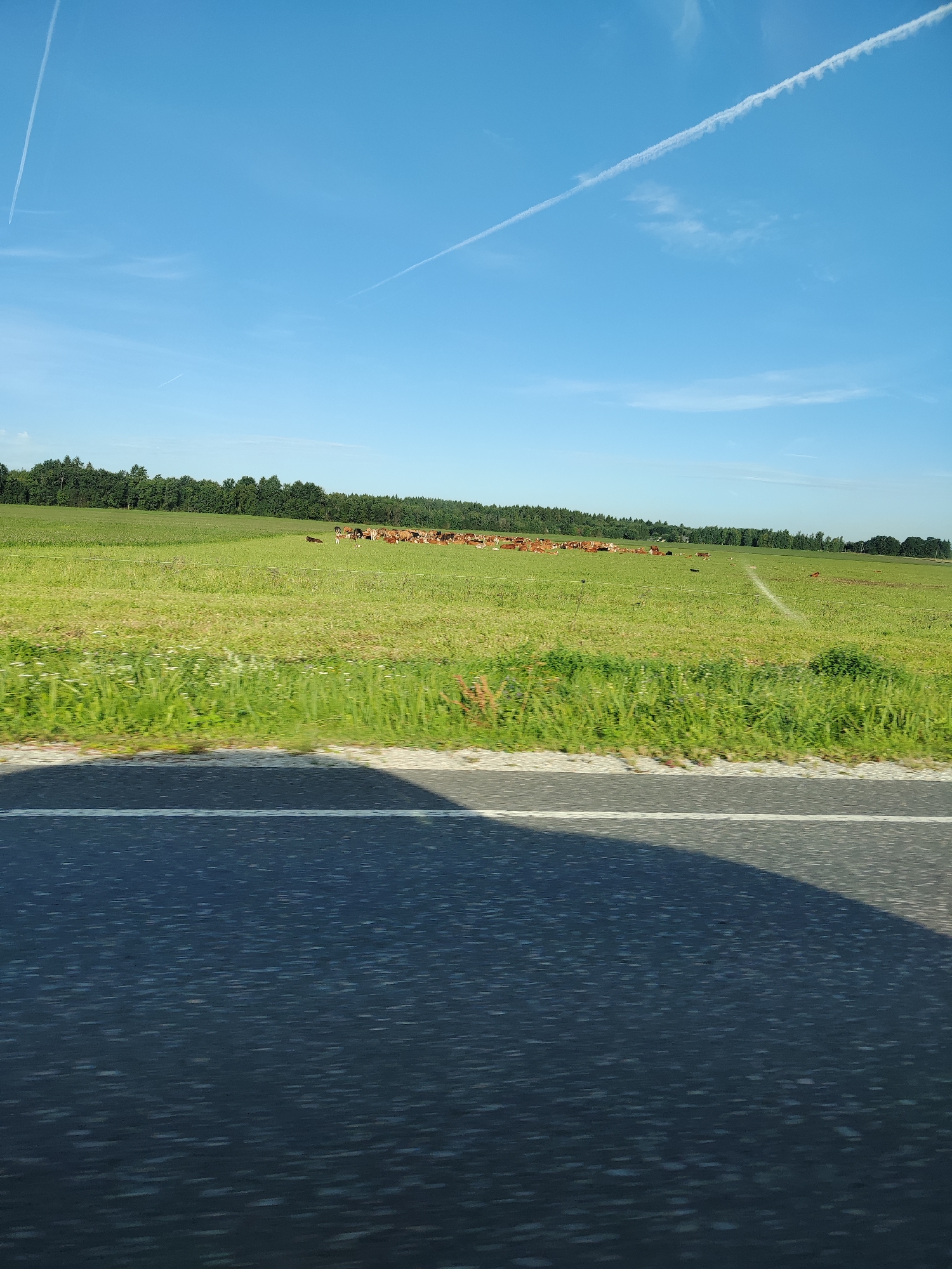 The image depicts a pastoral landscape under a bright blue sky with contrails from an aircraft. In the middle ground, a herd of cows is grazing in a lush green field, bordered by a dense line of trees in the background. In the foreground, a dark asphalt road with a white line runs horizontally across the frame, casting a shadow. The scene suggests a rural setting in or near Puru, Estonia, characterized by open fields, livestock, and a clear, sunny day. There are no people or discernible human activities other than the presence of the road.
