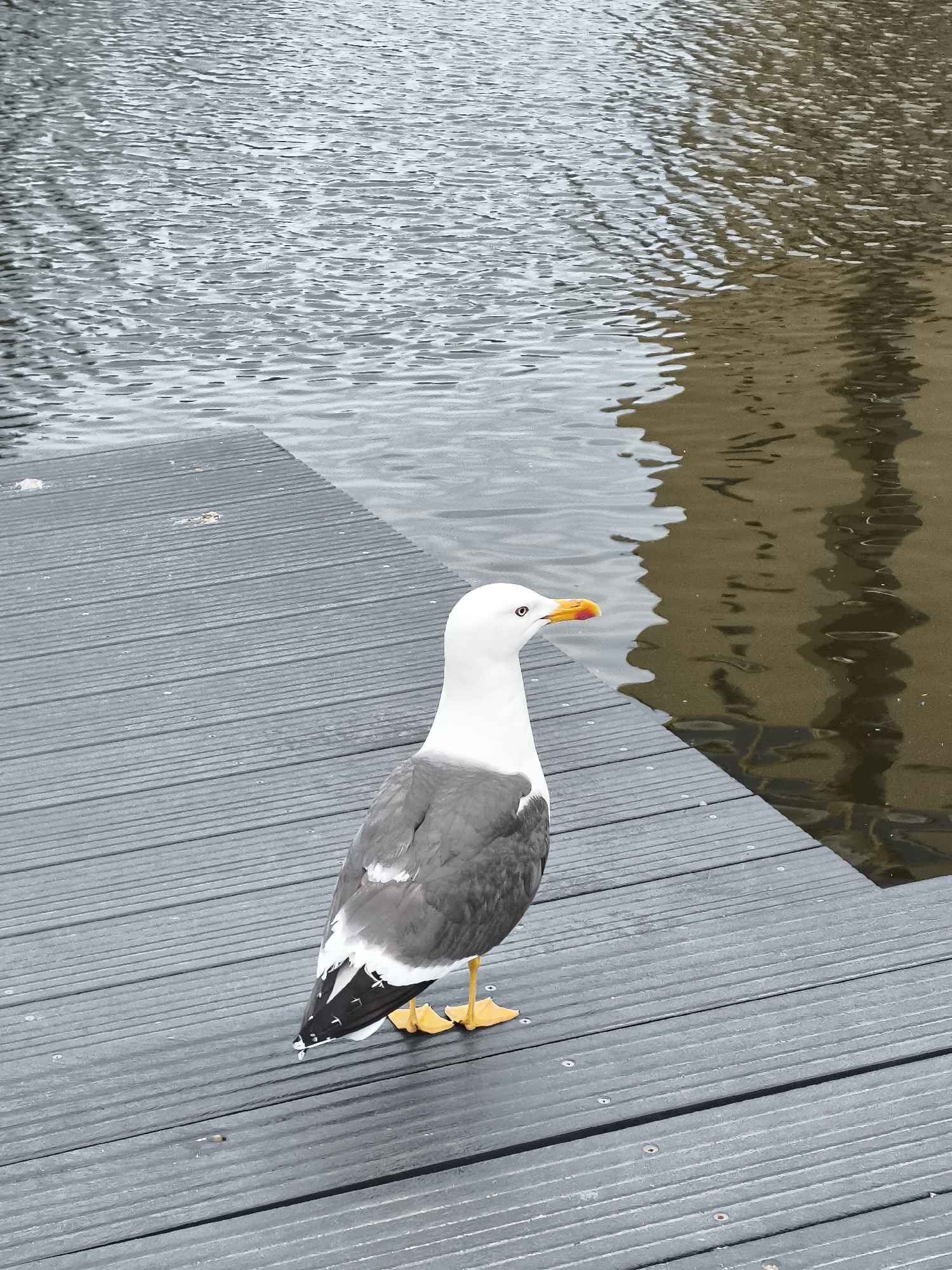 A seagull stands on a grey wooden pier next to rippling water in Alkmaar, Netherlands. The seagull, predominantly white with grey wings and black wingtips, has a yellow beak with an orange tip and a pink ring around its eye. Its bright yellow feet are visible on the textured wooden planks of the pier, which are laid parallel to each other. The water behind the pier reflects the light and the muted brown tones of an unseen structure. The scene appears to be an outdoor urban waterfront location.