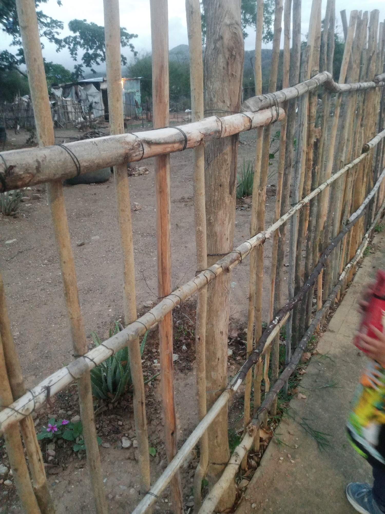 The image shows a rustic fence made of vertical wooden poles of varying thickness and age, horizontally reinforced with thinner branches bound by wire. The fence is made of natural materials, with some poles showing signs of wear and tear. In the background, there is a small dwelling constructed from corrugated metal and other salvaged materials, suggesting a rural or informal settlement. Vegetation, including some aloe plants and a small purple flower, grows around the fence and in the background. The ground is dirt and gravel. To the right of the fence, a person's legs and feet are visible, wearing blue sneakers and dark pants. They are holding a bag with colorful patterns. The scene appears to be an outdoor environment, possibly in the town of La Tagua, Venezuela, given the context. The overall impression is one of a simple, functional structure in a somewhat unkempt setting.