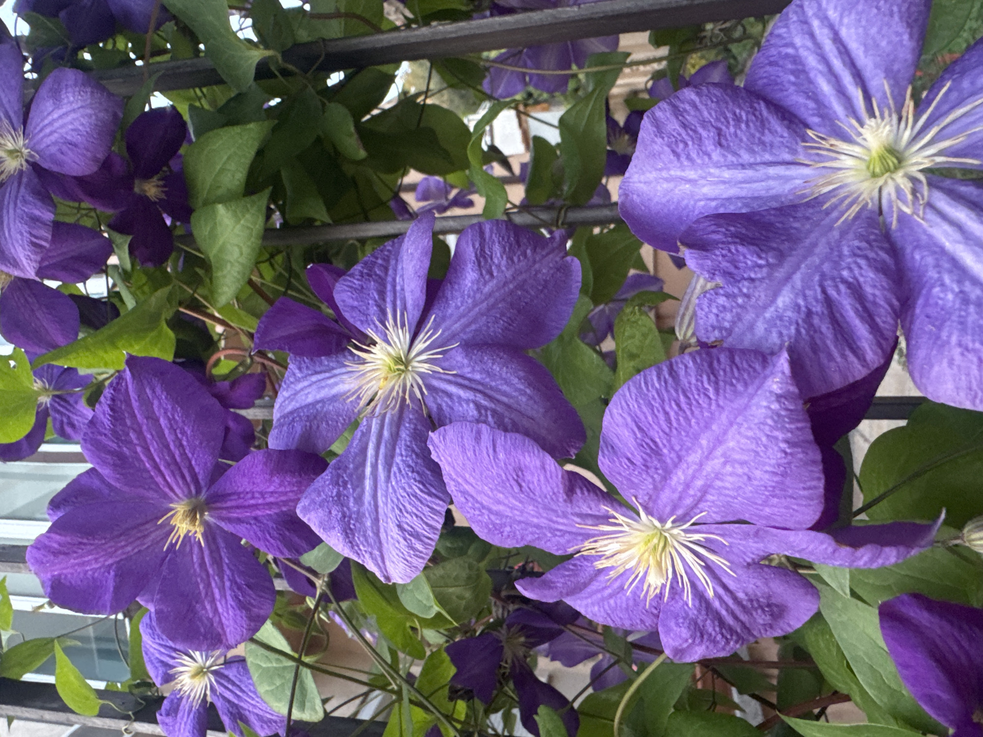 The image shows a close-up of several vibrant purple clematis flowers climbing a dark metal trellis. The flowers are in various stages of bloom, with some fully open and others still unfurling. The petals have a delicate, velvety texture and are deeply veined. In the center of each open bloom, a cluster of pale yellow stamens is visible. Lush green leaves provide a backdrop to the flowers, interspersed with the dark vertical bars of the trellis. In the background, a blurred building with windows and hints of a white facade can be discerned, suggesting an urban or suburban setting. The lighting suggests it is daytime, with natural light illuminating the scene. There are no people or animals present in the image. This scene could be found in a garden or along a fence in Plovdiv, Bulgaria.