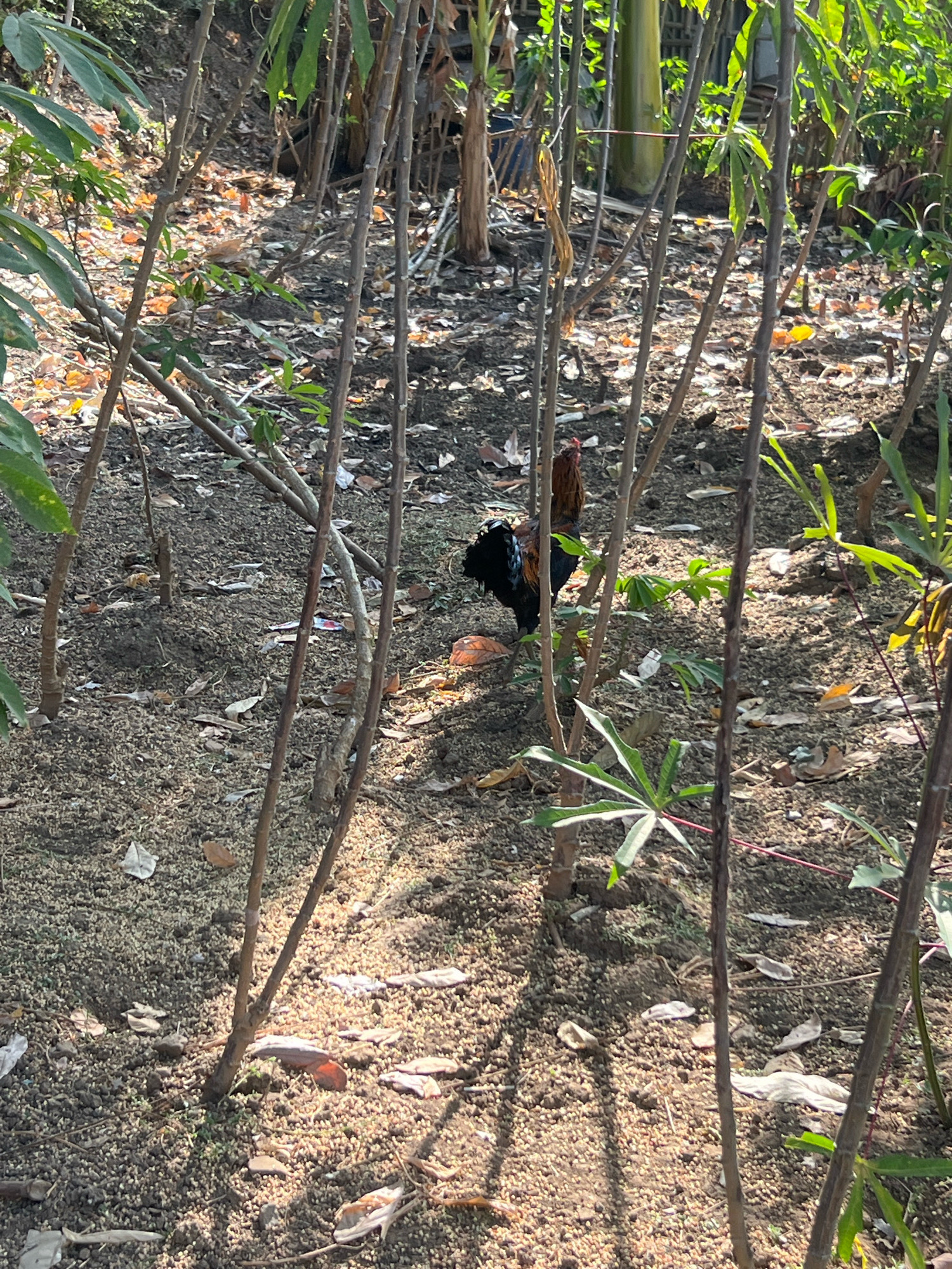 A rooster with black and brown plumage stands in the middle of a natural environment. The rooster is facing to the left, with its tail feathers slightly raised. The ground is covered in dry leaves and small pebbles. Several thin, vertical stems of plants are scattered throughout the scene, with some green leaves visible. The background is blurred, suggesting a shallow depth of field, but appears to be a dense area of foliage and vegetation. The overall lighting indicates a bright, sunny day. The image location is identified as Payaman, Indonesia.