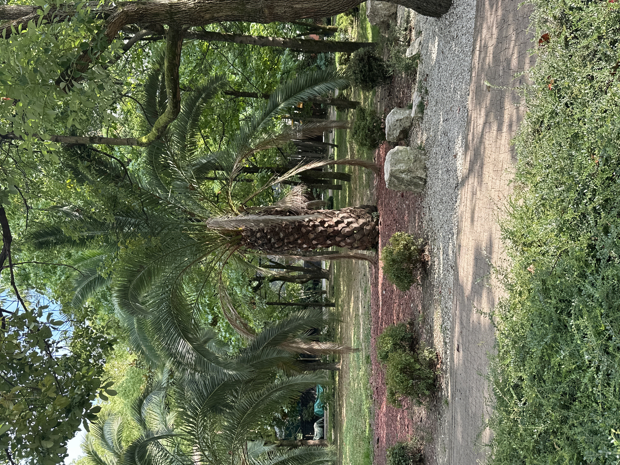 The image depicts a park scene in Sochi, Russia, featuring a prominent palm tree as the central element. The palm tree has a thick, textured trunk and large, arching fronds. Surrounding the palm are various bushes and trees, creating a lush, green environment. The ground is covered in a mix of grass, gravel, and red mulch. Several large, light-colored rocks are scattered around the base of the palm tree and in the gravel areas. A paved pathway, likely made of brick or stone, runs through the foreground of the image, bordered by more dense green foliage. In the background, other trees and foliage are visible, as well as what appears to be a covered structure or equipment. The lighting suggests it is daytime, with sunlight filtering through the leaves and casting shadows on the pathway. There are no people visible in the image.