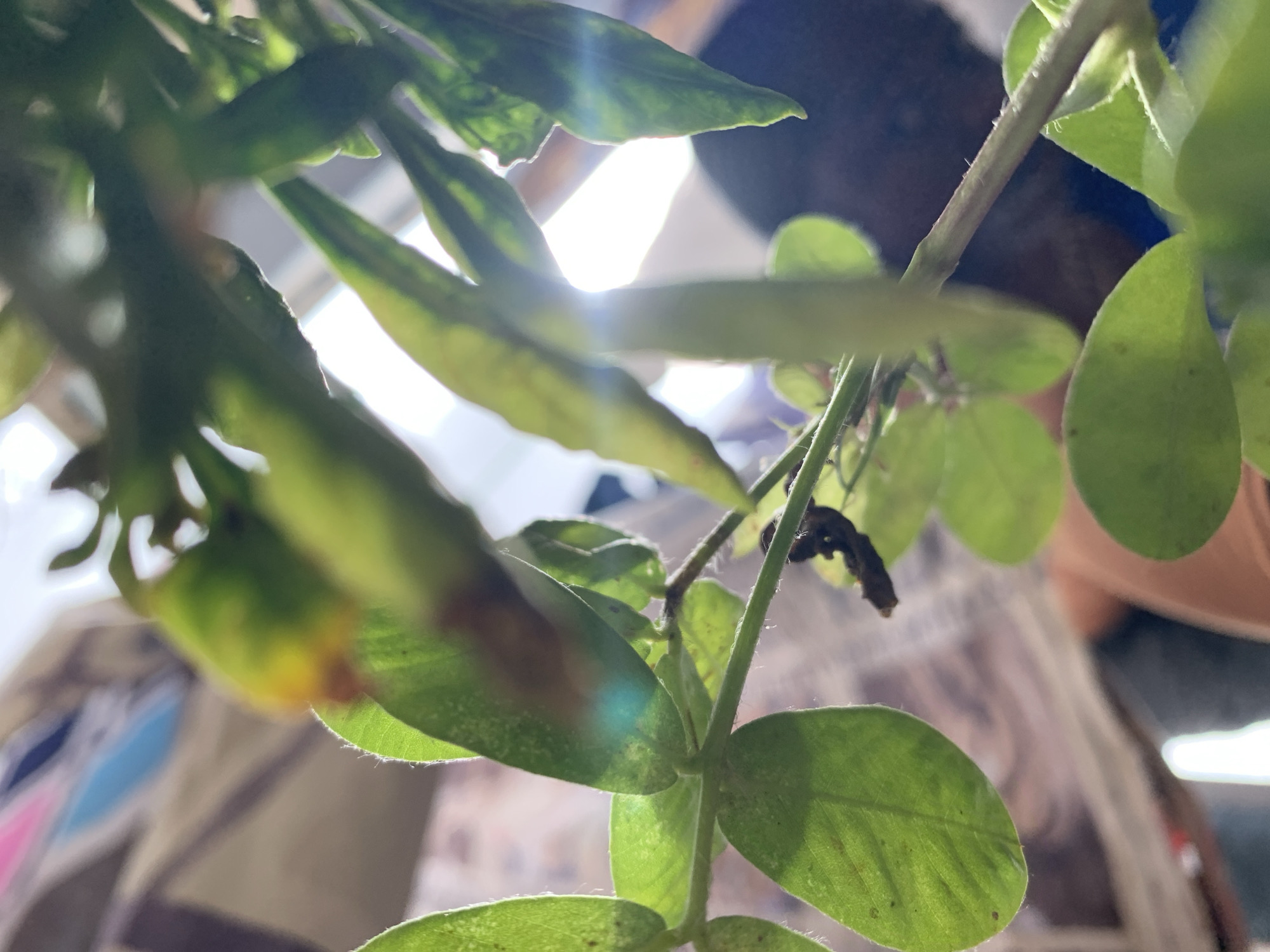 The image presents a low-angle, back-lit view of a vibrant green plant dominating the foreground. Multiple stems support numerous ovate, light-green leaves, some exhibiting small white speckles or minor brown discoloration. Fine, short hairs are visible on the stems and leaf petioles. A strong, bright light source, likely a window or sunlight, is positioned in the upper-right and center-right background, casting a powerful glow and producing a prominent bluish-green lens flare on a central leaf, along with subtle yellow flares. The background is highly blurred; in the upper-left, indistinct shapes with pink, blue, and light beige colors are present. In the lower-right and central background, a dark, blurred silhouette, consistent with the head and shoulder of a person wearing a light brown or orange garment, is visible behind the plant, partially obscured and back-lit by the intense light. The scene depicts an indoor setting within the city of Kabong, Nigeria.