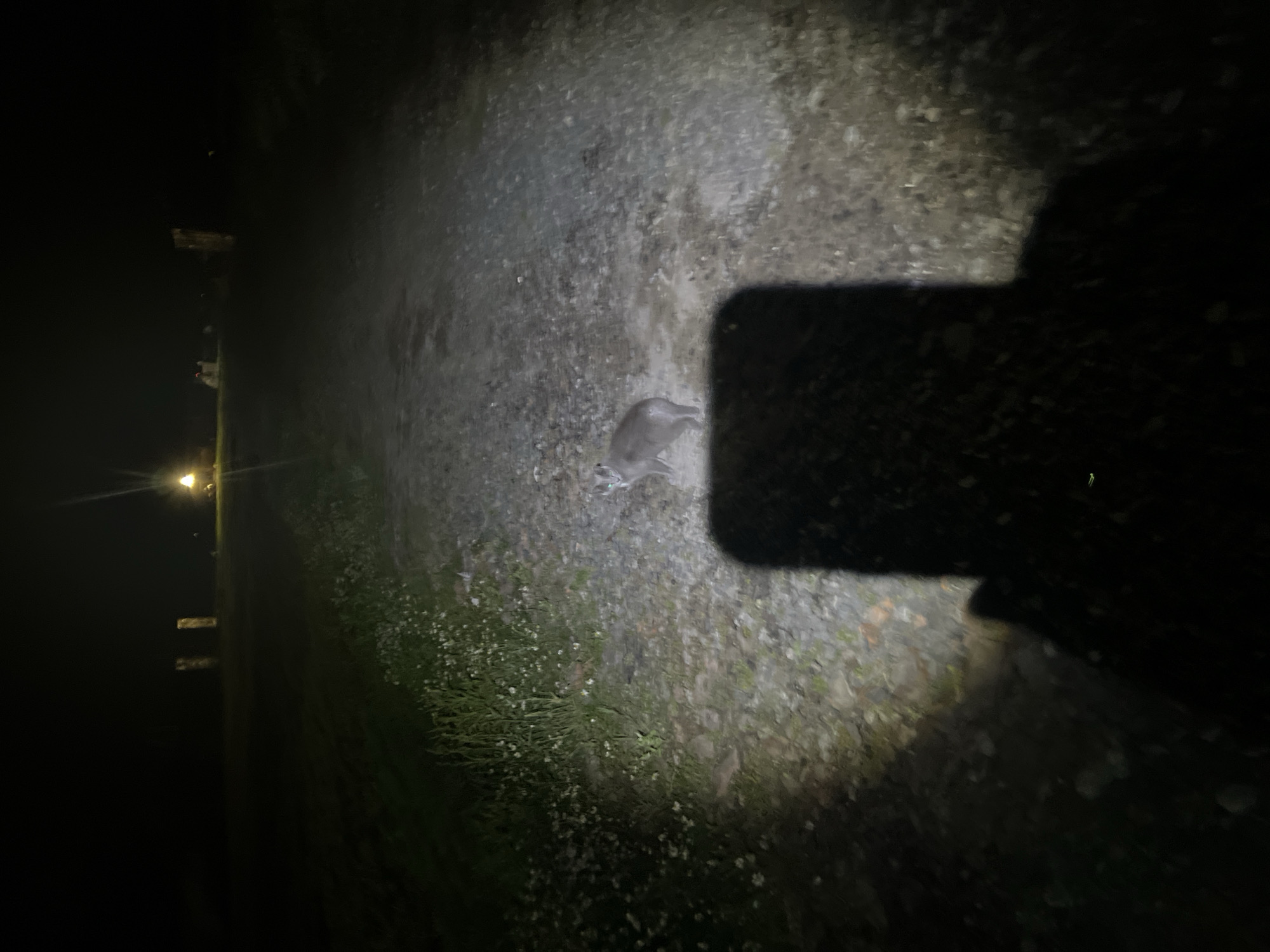 A medium shot captures a grey cat standing on a gravel path at night, illuminated by a bright light source originating from the bottom left of the frame, casting a distinct shadow of a person in the foreground. The cat's eyes are illuminated green by the light. The background reveals a dark, open area, likely a field or rural landscape, with distant, indistinct structures and a bright light in the far distance. The overall environment suggests a location outside of dense urban development, possibly in or near Novopichugovo, Russia, given the provided context.