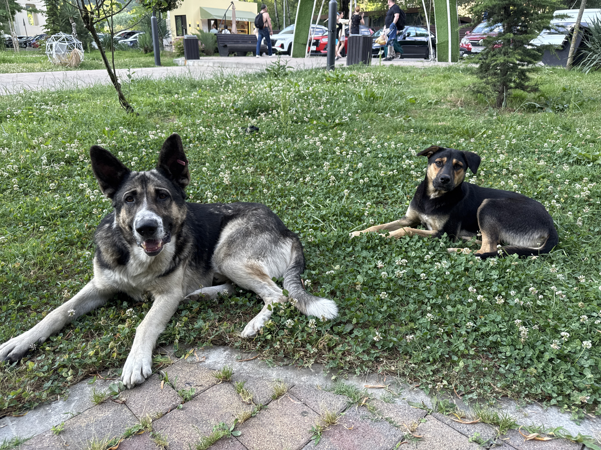 Two dogs are lying on a grassy area with small white flowers, possibly clover. The dog in the foreground is a large, mixed-breed dog with grey, black, and white fur. It is lying on its side with its front legs extended. The dog in the background is smaller and has black and tan fur. It is lying down with its head resting on the grass. Both dogs appear relaxed.
In the background, there is a paved area with people walking and standing. There are several cars parked, including a white SUV and a red hatchback. A building with a green awning and outdoor seating is visible. There are also lampposts and a small tree. The scene appears to be an outdoor public space, possibly a park or a plaza. The lighting suggests it is daytime, likely afternoon, with overcast skies or diffused sunlight. The presence of people and cars indicates an urban or suburban environment. The overall mood is peaceful, with the focus on the resting dogs. There is no visible text in the image.