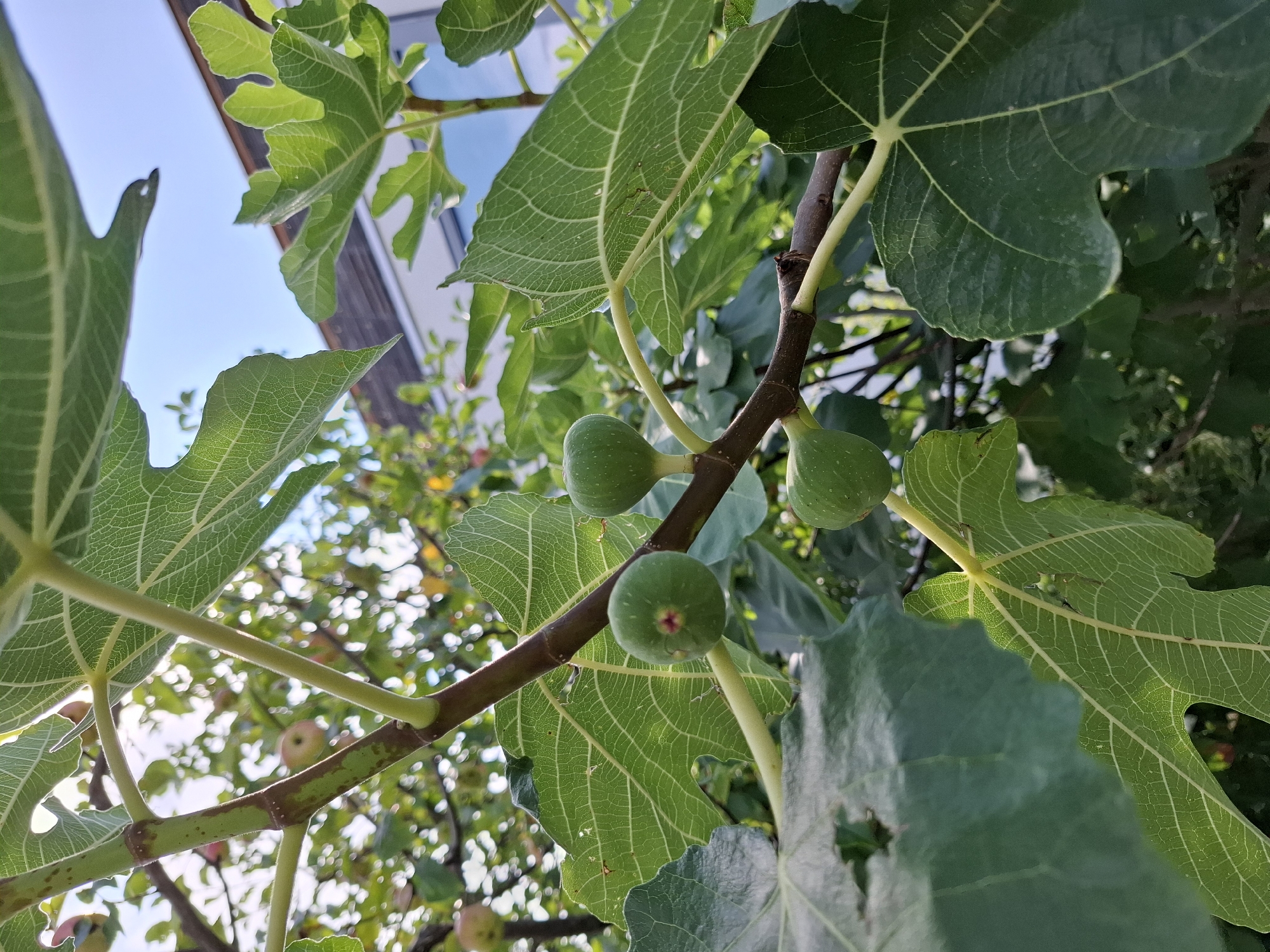 This is a close-up, eye-level shot of a fig tree branch in Eschenbach (LU), Switzerland. The focus is on several unripe green figs and large, lobed fig leaves. The figs are small and round, with some showing a hint of red near the stem. The leaves are a vibrant green, with prominent veins, and some have a slightly serrated edge. The branch is a dark brown with lighter green streaks and small brown nodes. In the background, out of focus, are more leaves, some other small fruits that appear to be apples, a blue sky, and the edge of a building with a sloped roof. The lighting suggests it is daytime with sunlight filtering through the leaves. There are no people or animals visible in the frame.