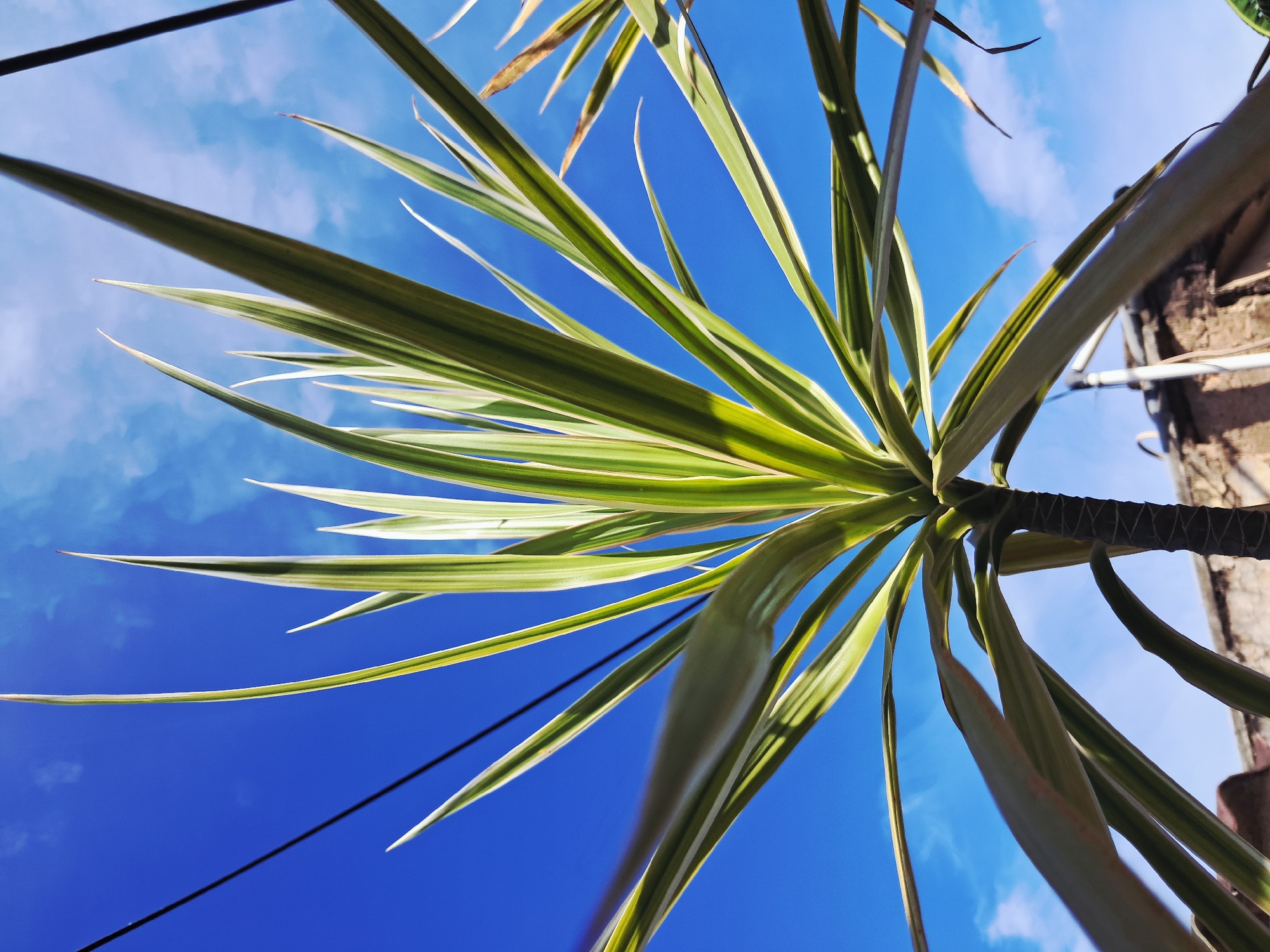 A low-angle shot reveals a palm-like plant with long, pointed, green and white striped leaves radiating outwards against a vibrant blue sky with wispy white clouds. The perspective is looking up through the plant, showcasing its stalk-like base. An electrical wire cuts diagonally across the lower left of the frame. In the upper right, a section of a building with a textured, light brown exterior is visible. The location, Juan Griego, Venezuela, cannot be confirmed or denied based on this image alone.
