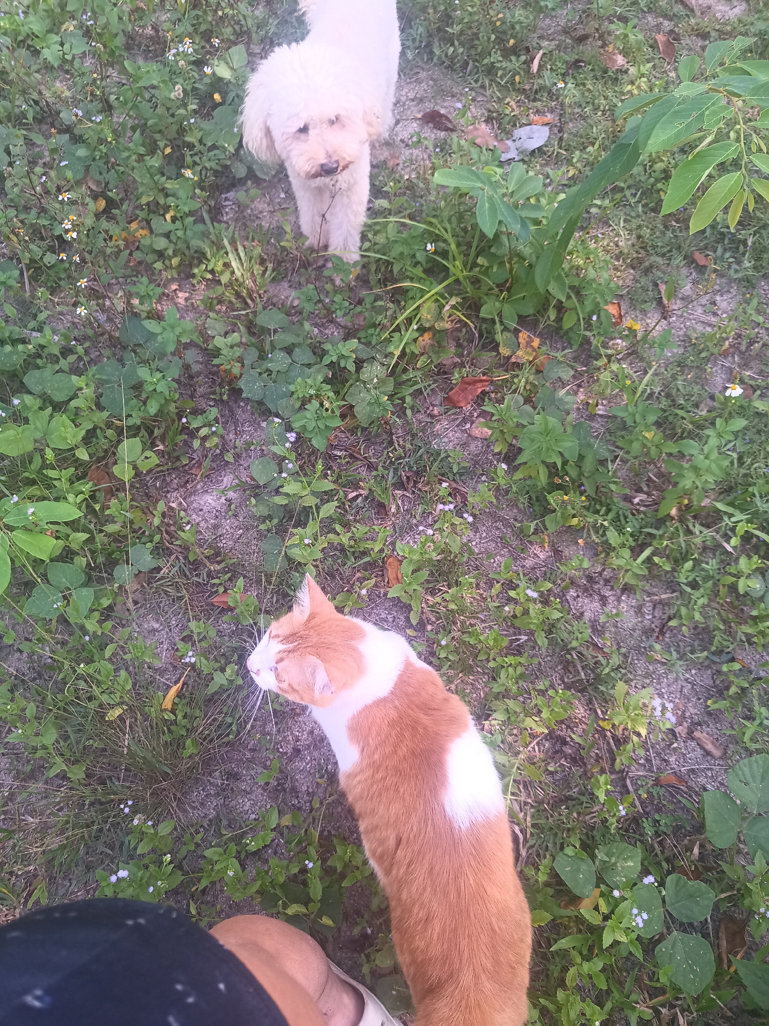 The image captures an outdoor scene in what appears to be a garden or yard in Baan Thong Nang, Thailand, featuring two domestic animals and a person.
In the upper half of the frame, a fluffy white dog, possibly a poodle or poodle mix, stands amidst sparse green foliage, looking directly towards the camera with a neutral expression. Its fur appears light and well-groomed.
In the lower half, an orange and white cat is positioned closer to the viewer, facing to the left with its body angled away from the camera. Its head is turned slightly, showing a portion of its face and prominent white whiskers. The cat's fur is predominantly orange with distinctive white patches on its chest and flanks.
The ground is a mix of exposed soil, patches of grass, and various small green plants and weeds, some adorned with tiny white and light purple flowers. Dried leaves are scattered on the ground in places. In the bottom left corner, the lower leg and foot of a person, wearing a dark garment and a light-colored sandal, are visible, indicating the presence of the photographer interacting with the animals.
The activity depicted is a casual outdoor gathering, possibly a stroll or playtime, involving the pets and their owner. The natural lighting suggests it is daytime, under clear weather conditions, creating a calm and relaxed atmosphere. There is no visible text in the image.