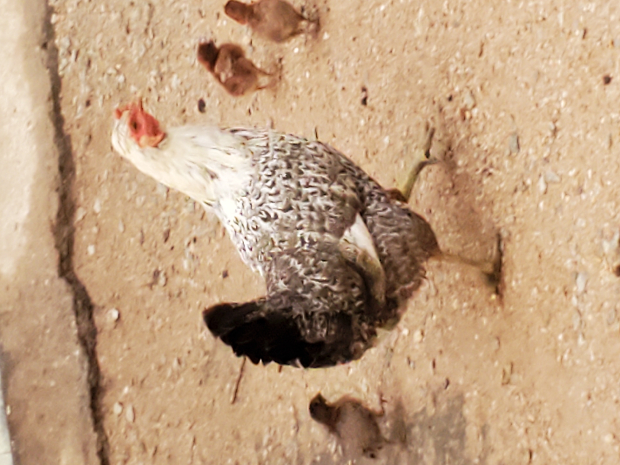 The image shows a chicken with gray, white, and black feathers standing on a sandy, dirt ground. Two chicks are nearby, along with some sparse vegetation. The setting suggests an outdoor environment, potentially near a building with a cracked concrete edge visible on the left. The location is indicated as Mararaba, Nigeria.