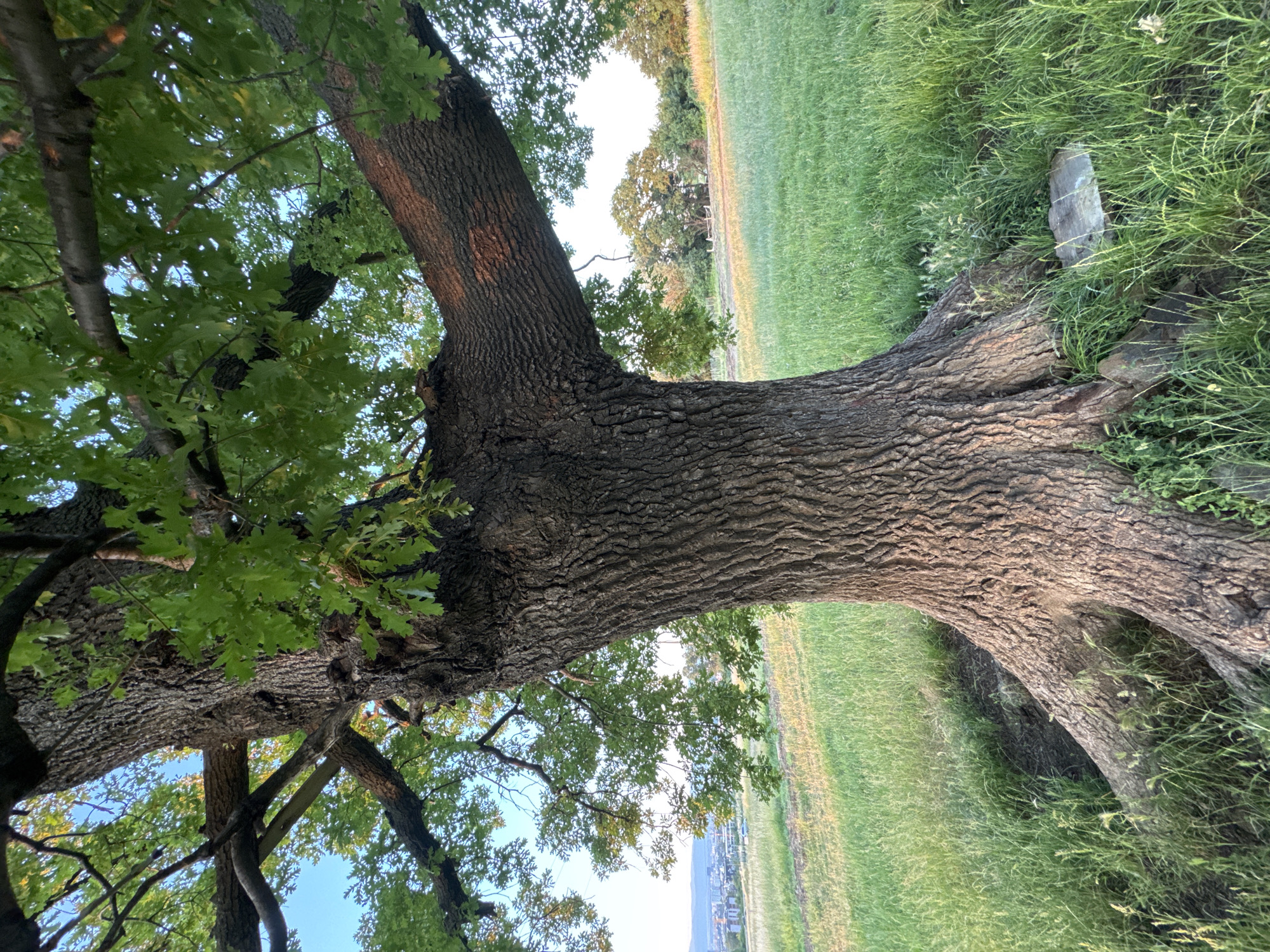 This is a close-up, eye-level shot of the trunk and lower branches of a large, mature oak tree. The bark is deeply furrowed and textured. The leaves are a vibrant green, and the tree is set in a grassy field. In the distance, the cityscape of Sofia, Bulgaria, can be seen, with buildings and some vegetation visible under a clear blue sky. The lighting suggests it is late afternoon or early evening, with the sun casting a warm glow on the scene. There are no people or animals visible in the image. A flat, light-colored stone is partially visible in the grass near the base of the tree.