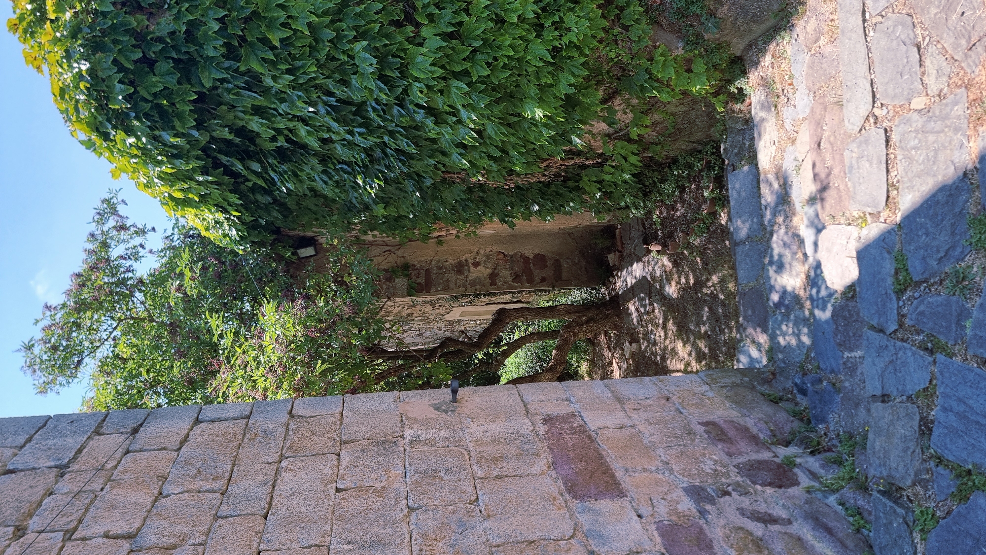 The image depicts a stone staircase leading down between two walls. The wall on the left is constructed of large, rough-hewn granite blocks. The wall on the right is almost entirely covered in dense green ivy. Beyond the staircase, an opening in the stonework reveals a tree with dark berries and a pathway leading into a shaded area. The ground is paved with irregular, flat stones. Sunlight casts dappled shadows on the stairs and the ground. This scene is located in Camprodon, Spain, likely part of the historic architecture of the town. There are no people or animals visible in the image.