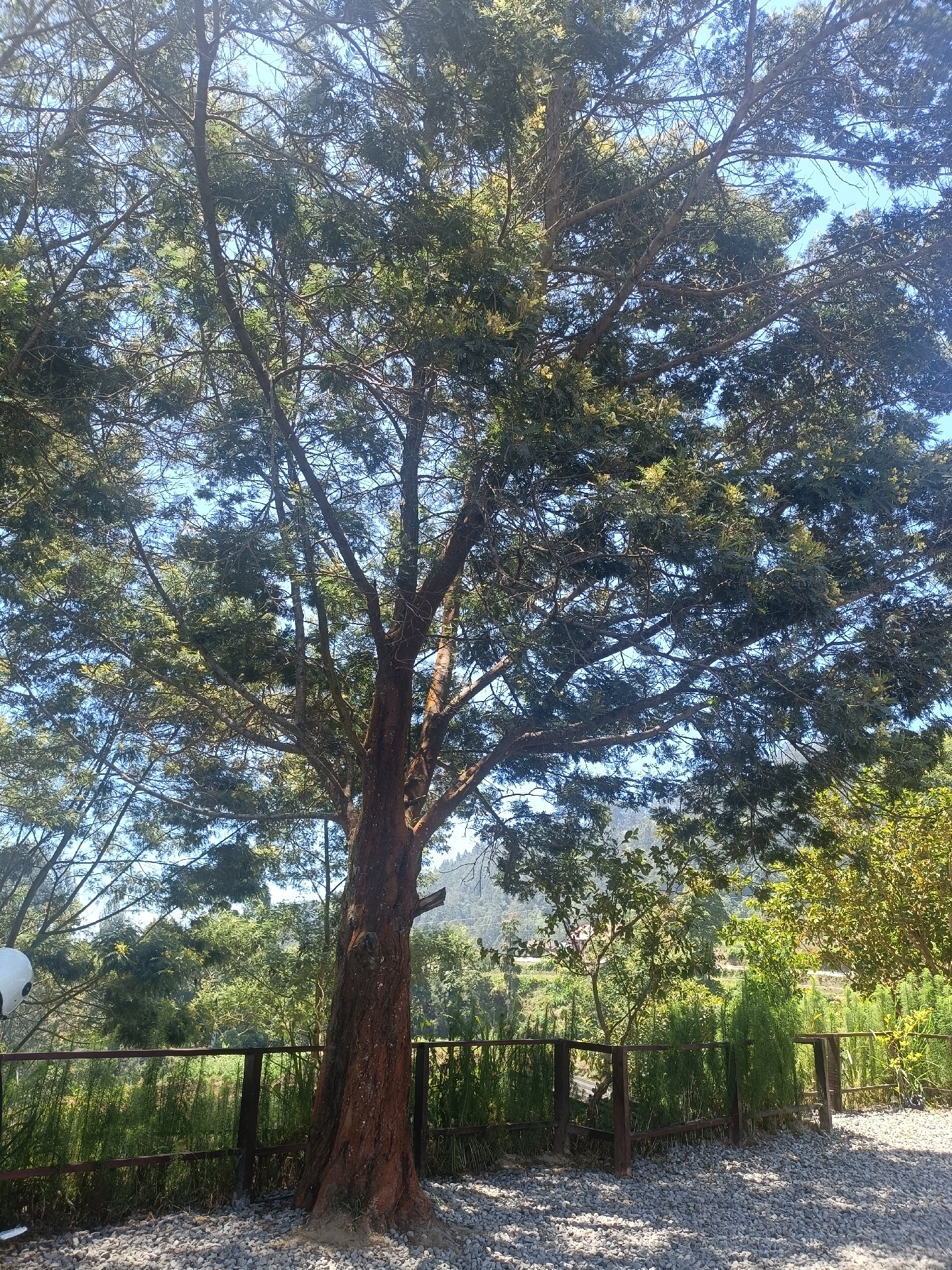 This image depicts an outdoor scene beneath a large tree with a thick, reddish-brown trunk and dense green foliage. The tree's branches extend widely, creating a canopy that partially obscures the clear blue sky. In the background, a wooden fence runs horizontally across the frame, separating a gravel-covered area in the foreground from a lush green landscape beyond. The landscape features various trees and vegetation, with rolling hills visible in the distance, suggesting a rural or semi-rural setting. There is no indication of people or specific actions occurring. The overall impression is one of a natural outdoor space, possibly a park or garden, within the vicinity of Kopeng, Indonesia, given the provided location context.
