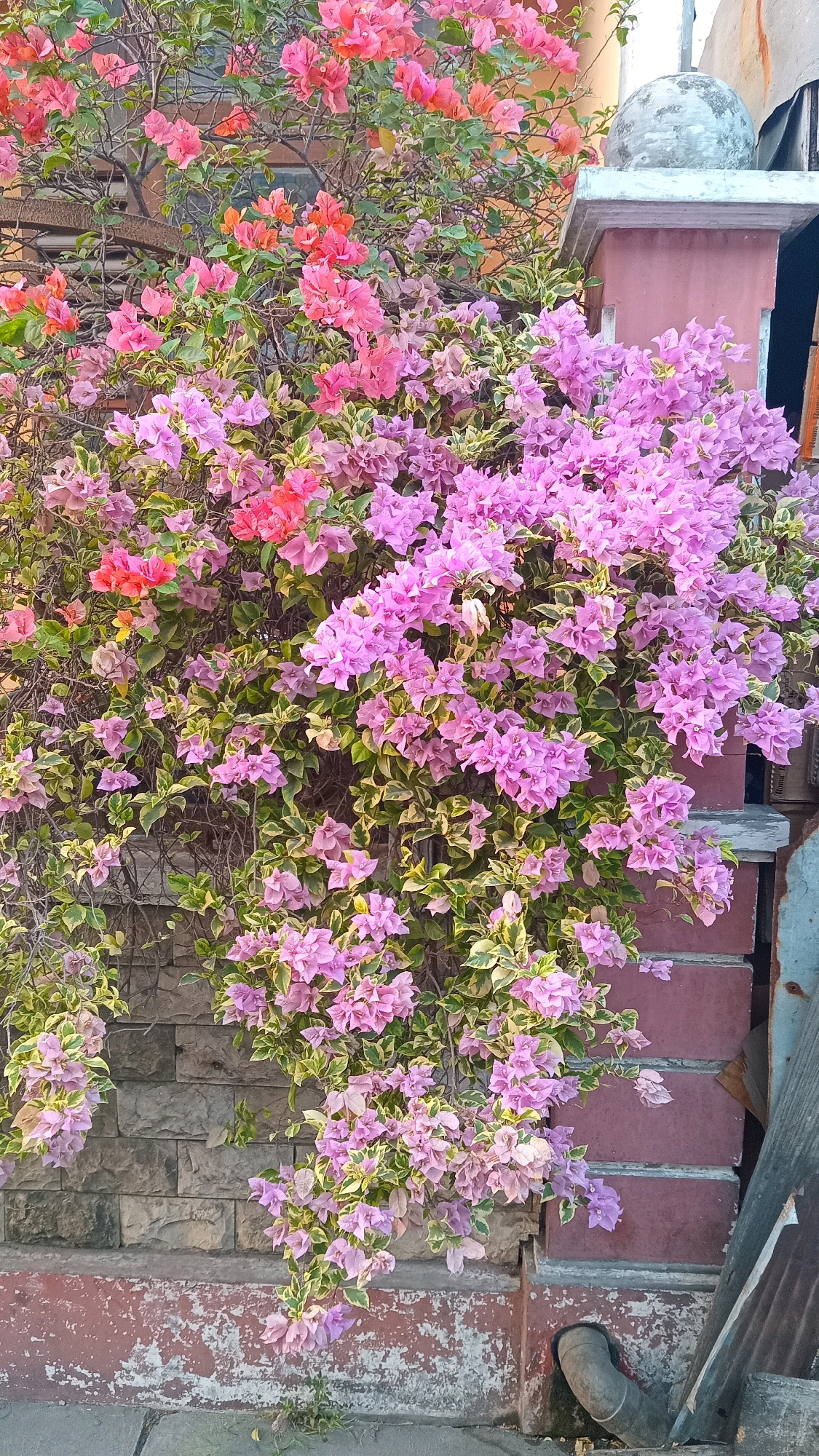 A close-up, vertical shot captures a vibrant bougainvillea plant cascading over a brick wall. The flowers are a mix of bright pink and lighter purple hues, interspersed with variegated green and yellow leaves. The plant covers a significant portion of the frame, with some branches extending towards a weathered, red-painted pillar on the right. The pillar is topped with a round, gray finial. The background consists of a stone-patterned wall, and a section of a window with an orange frame is visible at the top left. The bottom of the image shows a concrete sidewalk with some greenery sprouting from cracks. The scene appears to be an outdoor setting in Manyarsidomukti, Indonesia.