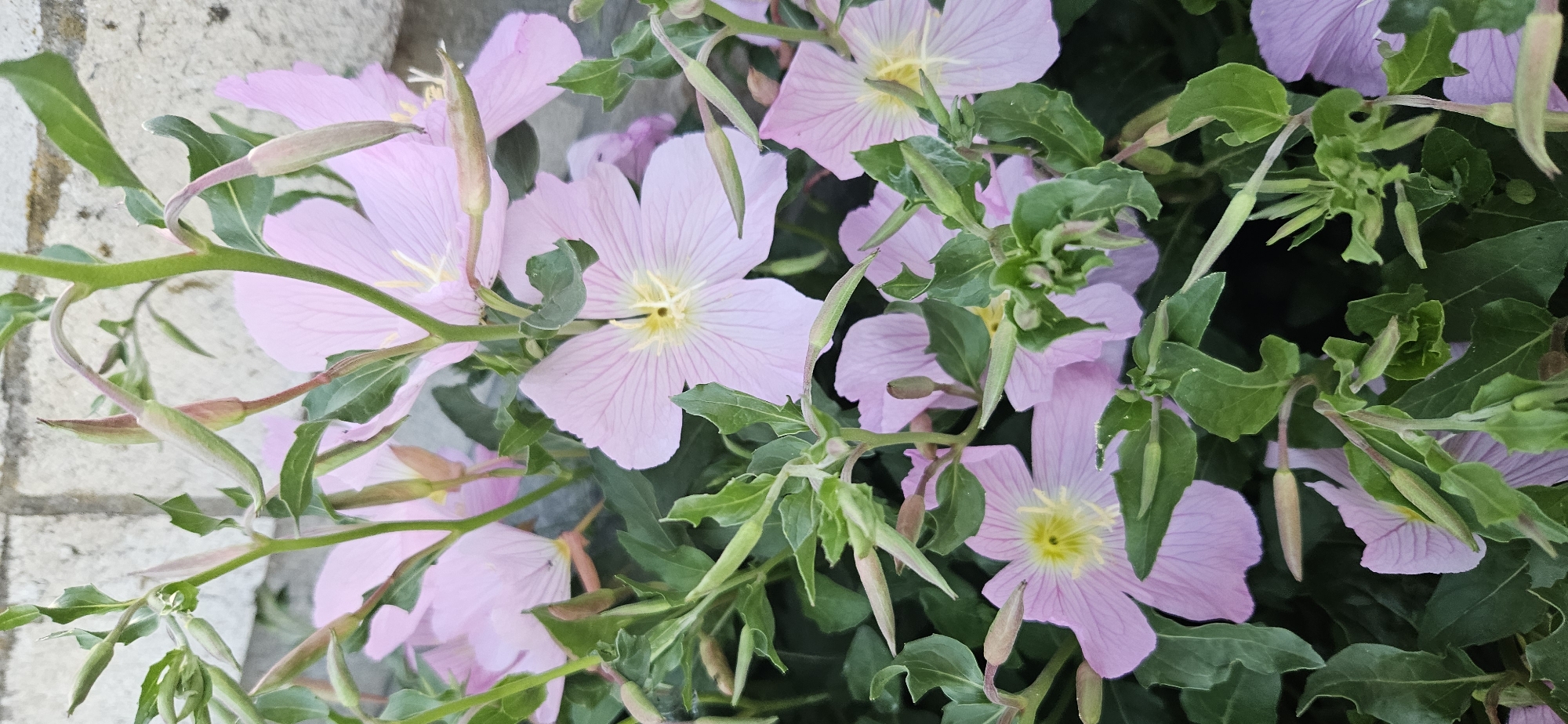The image shows a close-up view of pink evening primrose flowers (Oenothera speciosa) in full bloom, interspersed with green leaves and slender, unopened flower buds. The flowers have four petals each and a yellow center. Part of a stone or concrete wall is visible at the upper left edge of the frame. The image provides no information about the location being in Blagoevgrad, Bulgaria.