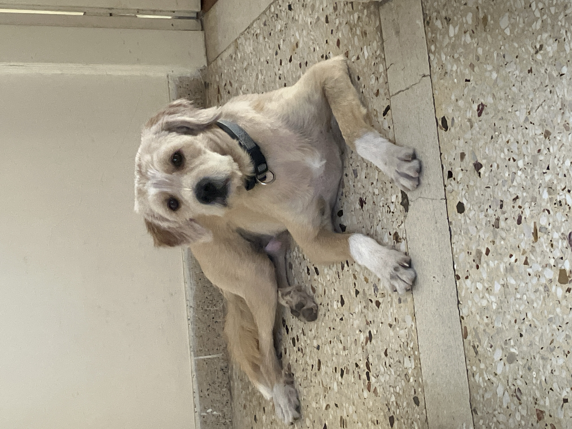 A light-colored dog with short to medium fur is depicted indoors, looking directly at the viewer. The dog has tan or cream-colored fur with lighter patches around its muzzle and paws, and possibly some brown or reddish-brown markings on its ears and around its eyes. It wears a dark grey or black collar with a metal ring.
The dog is positioned on a speckled, terrazzo-style tiled floor, which features a mosaic of white, cream, light brown, dark brown, red, and black flecks. The floor tiles are separated by light-colored grout lines, and some cracks are visible in the grout. In the background, there is a light-colored, possibly off-white, wall or door, with a baseboard or door frame detail visible at the top and left of the image.
The dog is lying or sitting with its body somewhat rotated, its head tilted, and its eyes wide open, conveying a curious and engaged expression as it gazes up at the camera. The lighting appears bright and natural, suggesting it is daytime. There is no discernible text visible in the image.