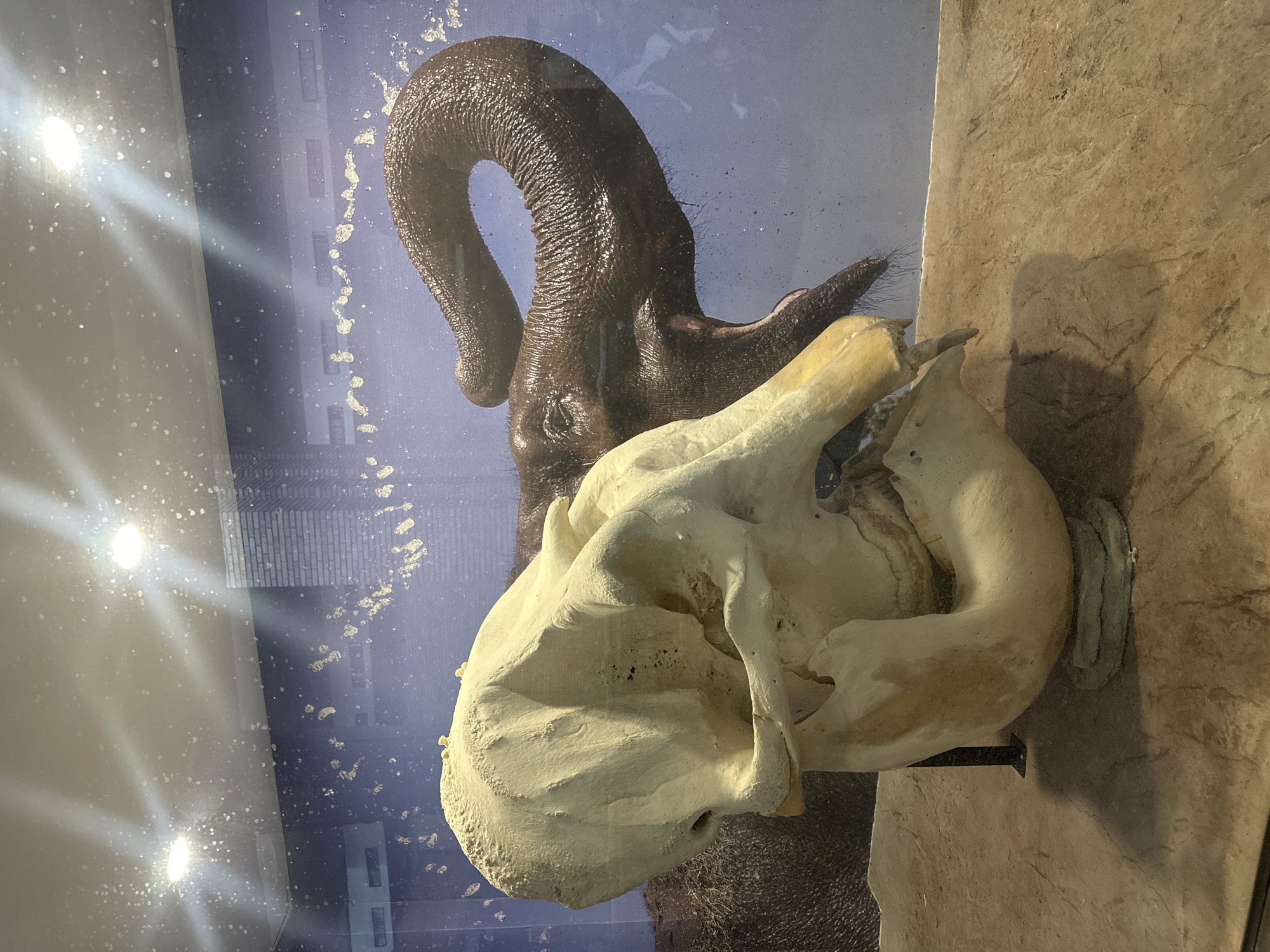 The image shows an elephant skull displayed in front of a backdrop depicting a live elephant using its trunk to spray water. The skull, off-white in color, is displayed on a support in front of a faux rock surface. The backdrop, visible through the glass enclosure, features an elephant with a raised trunk spraying water against a blurry blue background which includes what appear to be architectural elements. Given the objects and subjects, this photo was most likely taken at the Sofia Zoo in Sofia, Bulgaria.