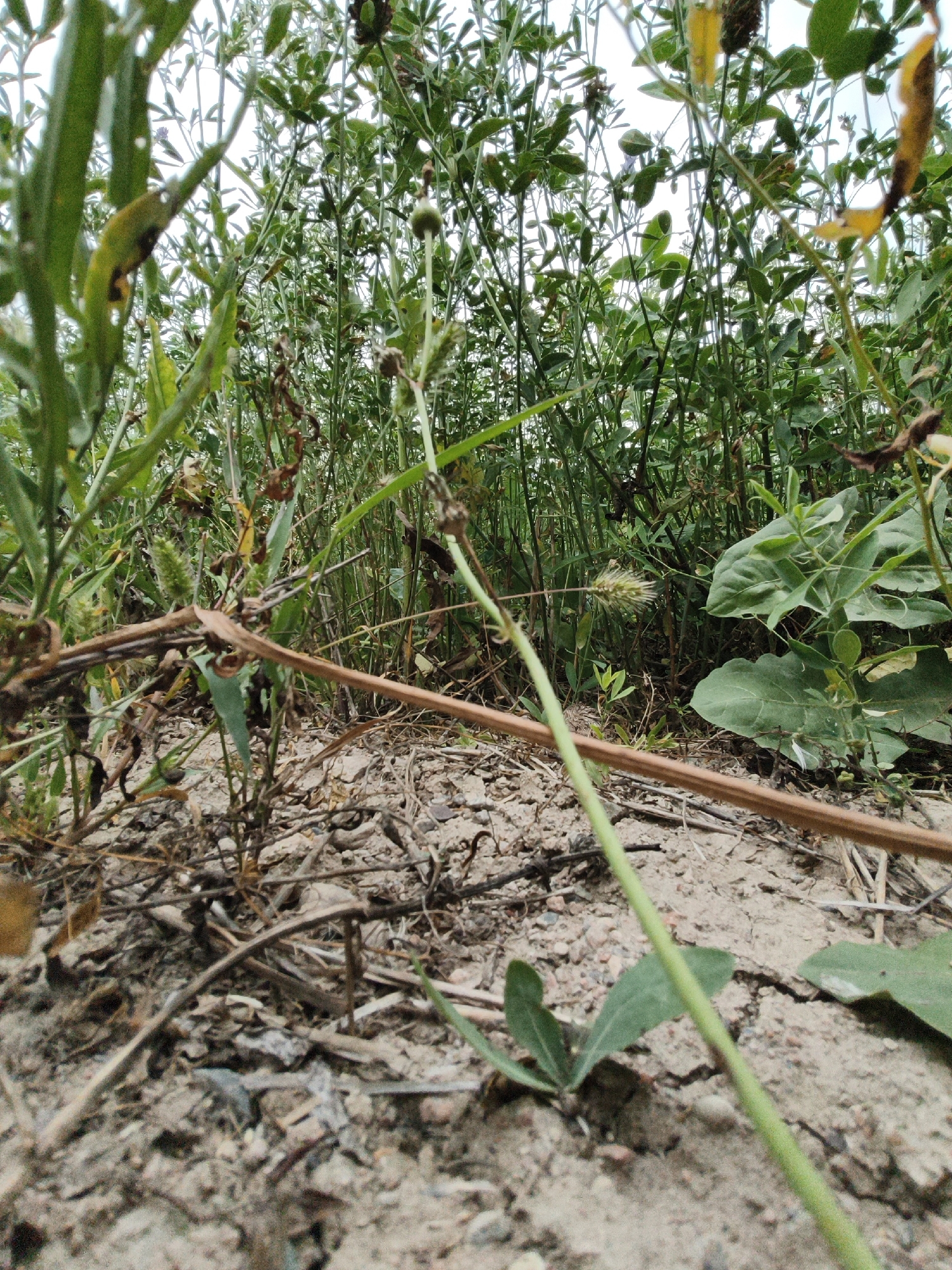 The image depicts a low-angle view of dense green vegetation with dry, brown debris scattered on the sandy ground. Several thin, dry branches lie horizontally across the foreground, obscuring some of the ground cover. The vegetation consists of many thin stalks with small green leaves, some of which are yellowing or dried. There are also some larger, broad green leaves visible in the middle ground. The overall impression is of a natural, overgrown environment. The sky is overcast and appears white, suggesting a cloudy day. There are no people or animals visible in the image. The location is described as Unknown, Unknown.