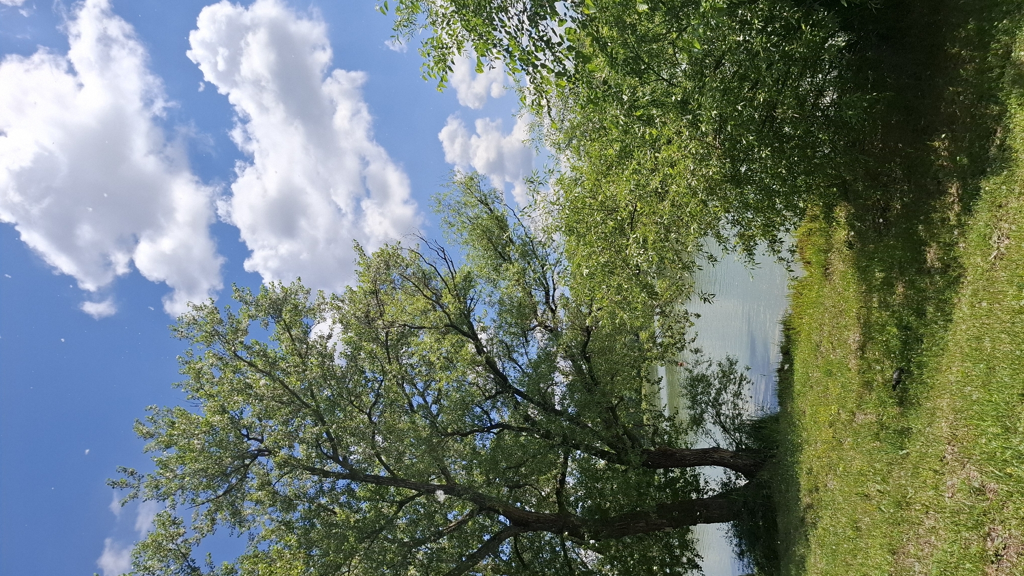 The image depicts a serene natural landscape by a body of water. A large tree with lush green foliage dominates the left side of the frame, its branches reaching towards a bright blue sky dotted with fluffy white clouds. To the right, dense green bushes and trees line the water's edge. The water itself appears calm and reflects the sky. In the foreground, a grassy area slopes down towards the water, with patches of sunlight and shadow visible. A small, dark bird is present on the grass. The scene suggests a peaceful outdoor environment, possibly a park or waterfront area. While the image is described as being in Cherkessk, Russia, there are no specific landmarks or identifying features within the image that would confirm this location.