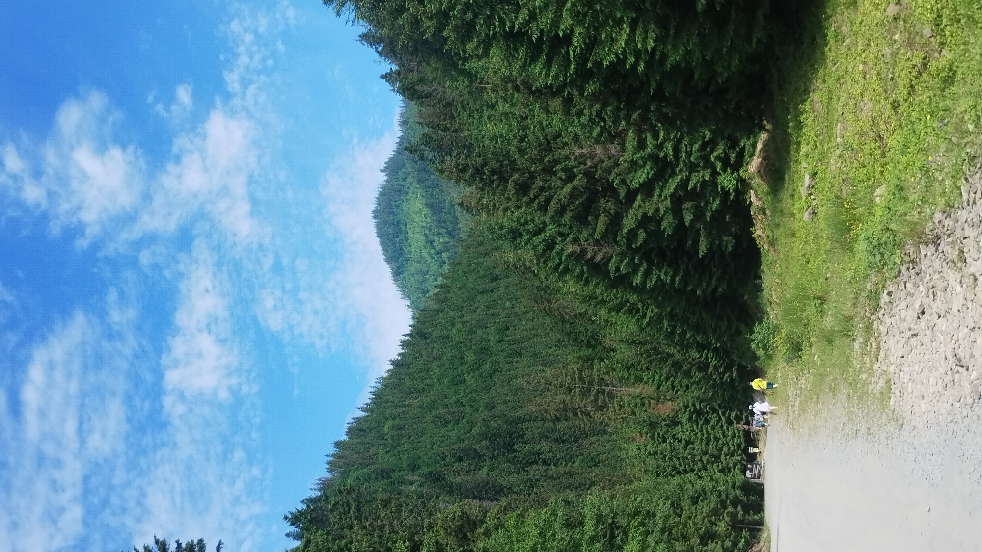 The image shows a scenic view of a mountain landscape in Synevyrska Poliana, Ukraine. The scene is dominated by a vast, green coniferous forest that covers the slopes of a mountain. The forest is dense, with trees extending as far as the eye can see, creating a textured carpet of green. The sky above is a bright, clear blue, dotted with scattered white clouds, suggesting a pleasant day.
In the foreground, a dirt road or path is visible, with a few people present. Two individuals are standing on the side of the path, seemingly pausing during a walk or hike. One person is wearing a yellow shirt and the other a white shirt. Nearby, a few other figures and possibly some equipment are present, suggesting a small group. The road is flanked by a grassy verge with some wildflowers and rocky patches.
The time of day appears to be daytime, likely late morning or afternoon, given the bright sunlight. The weather seems to be good, with a clear sky and sunshine illuminating the landscape. The overall mood is tranquil and serene, capturing the natural beauty of the mountainous region. There is no visible text in the image.