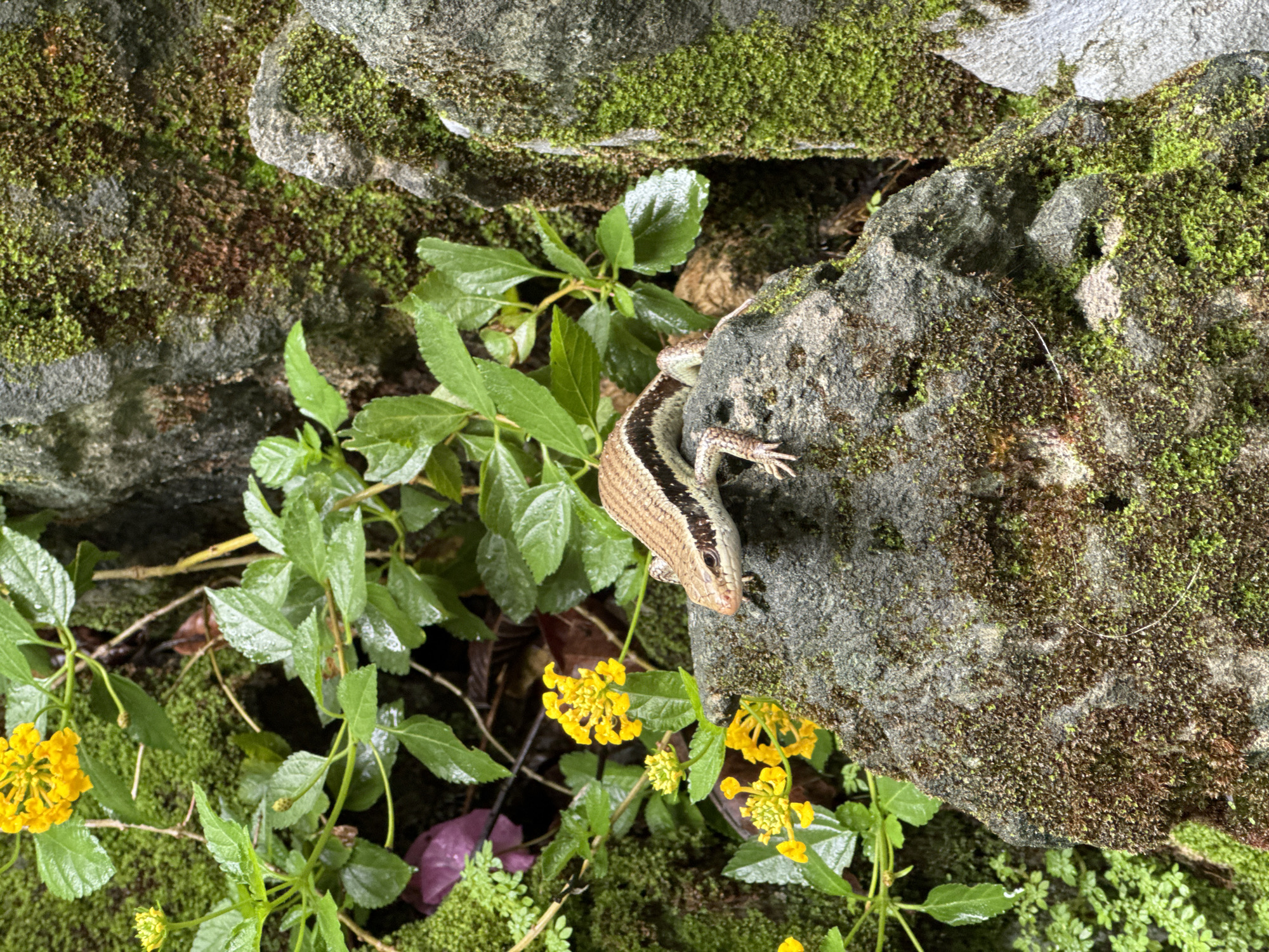 A lizard perches on a moss-covered rock within a garden setting. The rock is gray, and covered in patches of green moss. A lizard, light tan in color with dark stripes, clings to the rock. Green-leafed plants surround the rock, interspersed with clusters of small yellow flowers. The scene is characterized by natural light and moisture, giving the leaves a glossy sheen. The rocks and plants appear to be part of a rock garden or naturalistic planting. The picture was probably taken in Mũi Né, Vietnam.