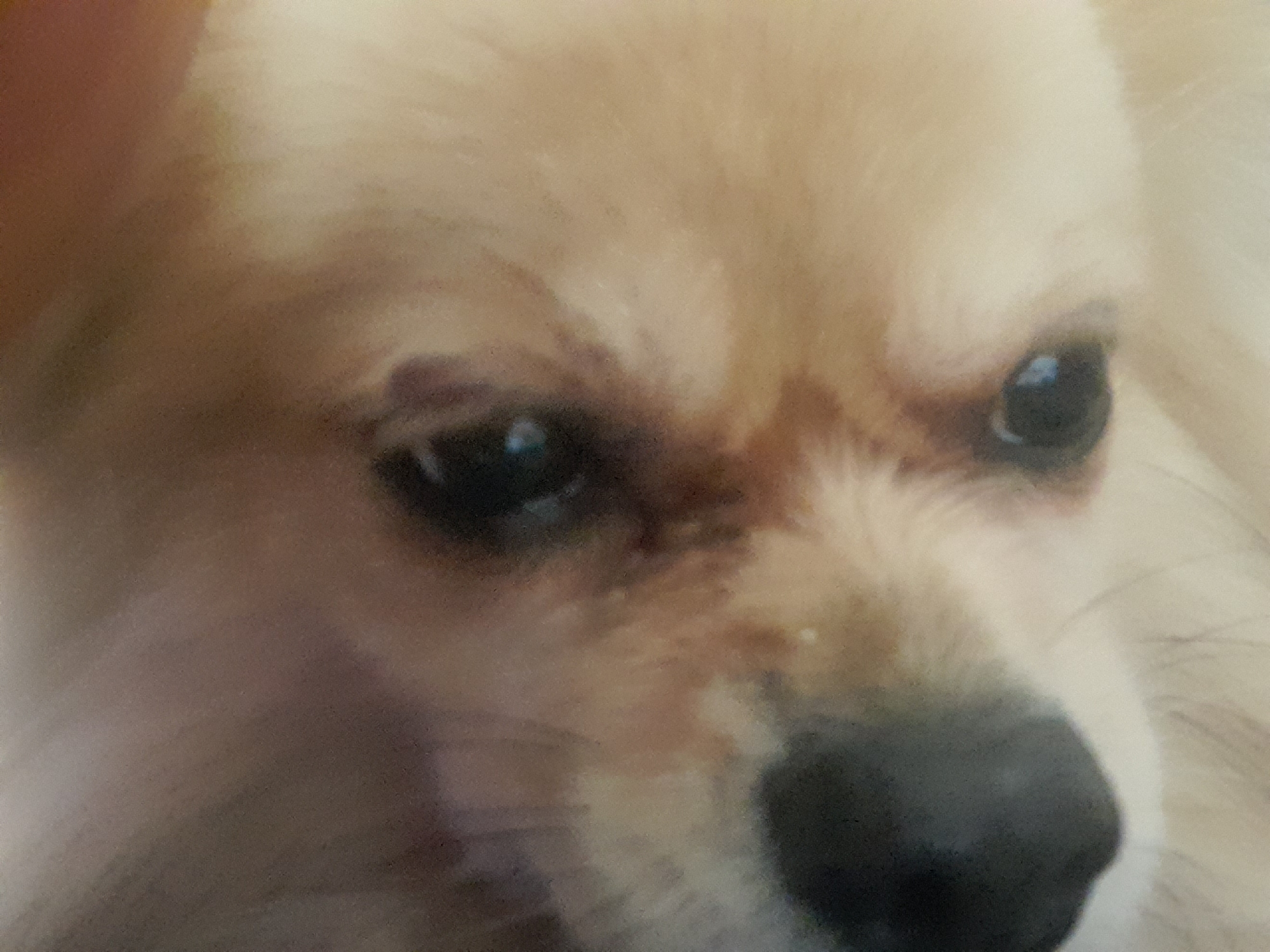 A close-up shot focuses on the face of a dog, primarily showing its eyes and nose. The dog has light brown fur. Its eyes are dark and glossy, and its nose is black. No details about Saint Petersburg or any other location are visible in the image.