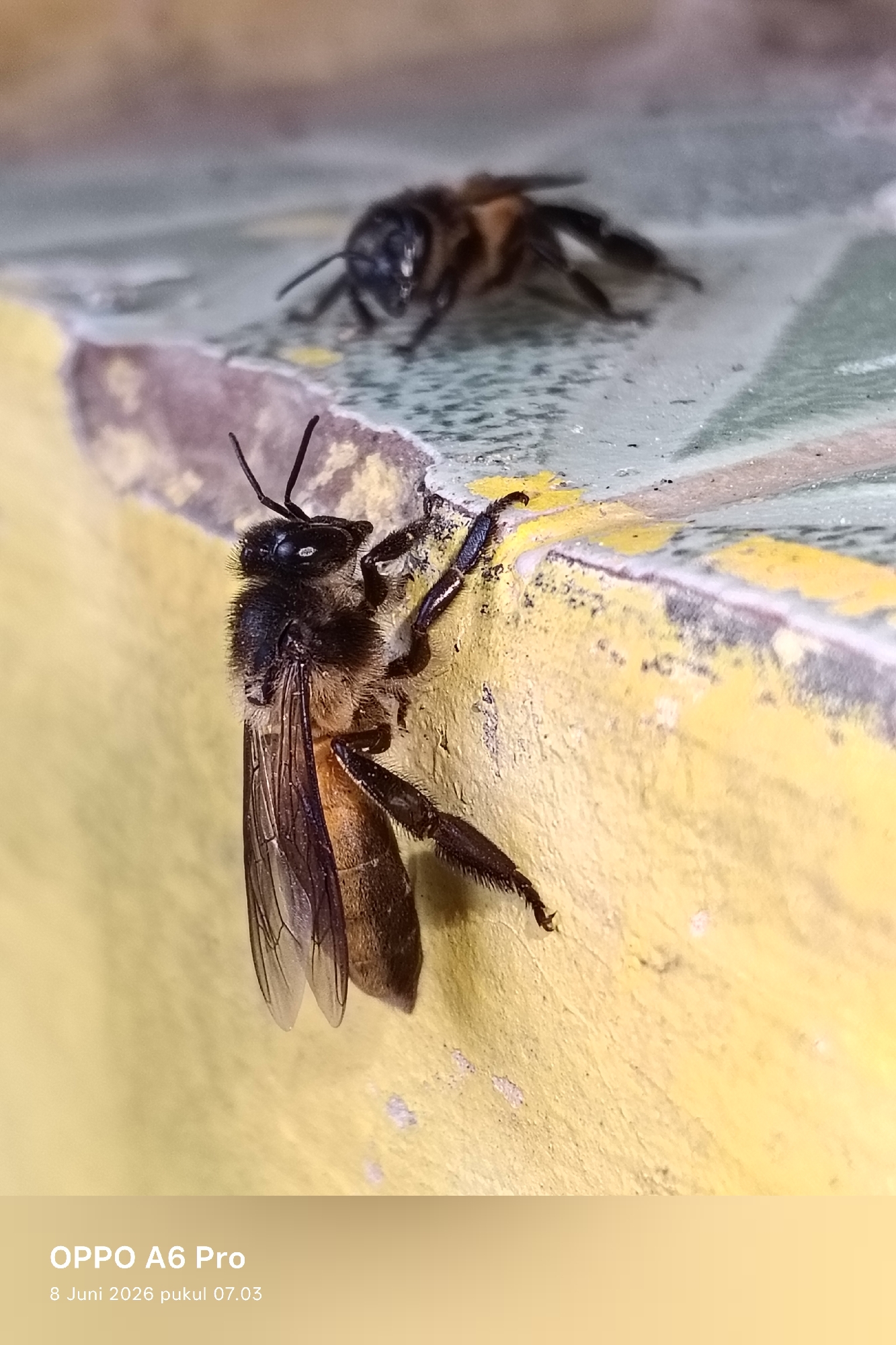 Two honey bees are pictured on a textured, yellow and green surface. The bee in the foreground is closer to the camera, clinging vertically to the yellow surface with its legs. Its body is dark brown and fuzzy, with visible wings and antennae. In the background, another bee is visible, slightly out of focus, resting on the green surface. The surface appears to be outdoors, possibly a wall or ledge. The lower portion of the image contains text overlaid on a gradient background, reading "OPPO A6 Pro" and "8 Juni 2026 pukul 07.03". There is no indication of the city of Lhokseumawe, Indonesia, within the visual content of the image itself.