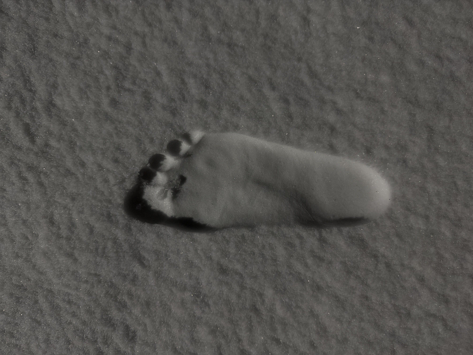 The image shows a single human footprint in the snow. The location is presumed to be near Chaikovsky, Russia. The footprint appears to be from a bare foot. The snow is powdery or granular.
