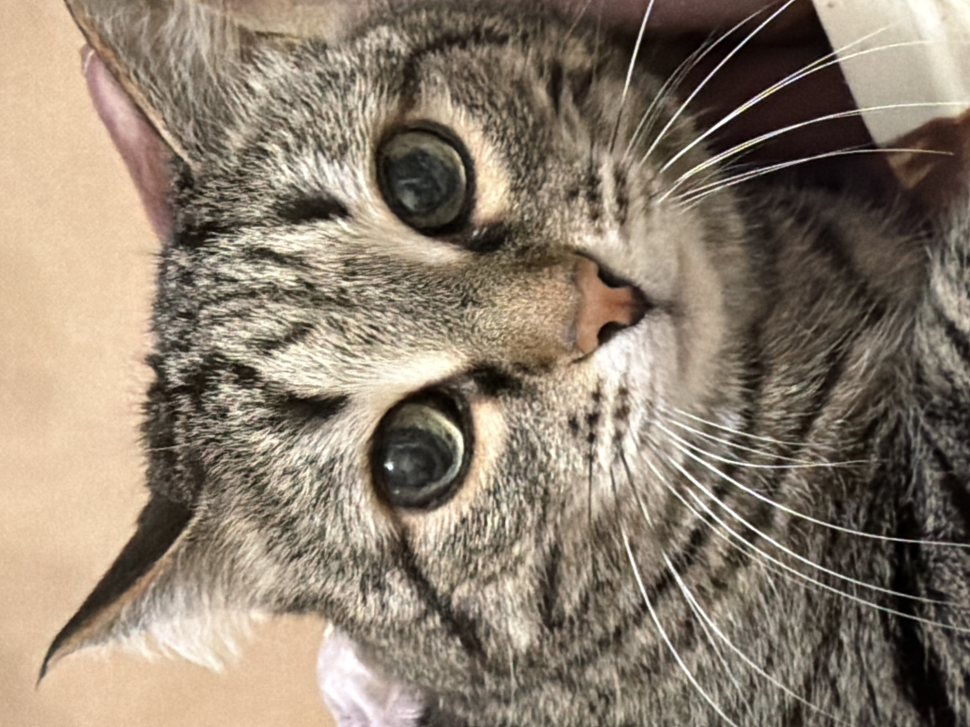 A close-up shot depicts a tabby cat with green eyes and a pink nose. The cat's fur is predominantly gray and brown with distinctive tabby markings. The cat is slightly tilted to the left. Long white whiskers extend from its face. The background is blurred and out of focus, appearing to be light brown and white. No elements suggest that the picture was taken in Izhevsk, Russia.