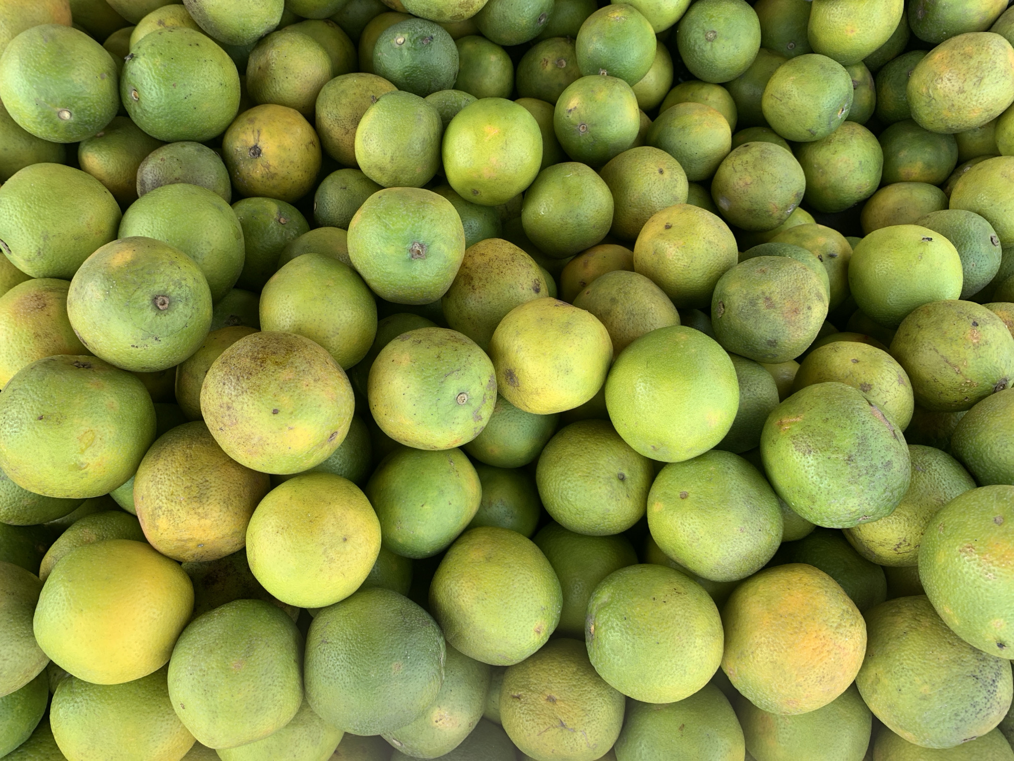 A high-angle, close-up shot shows a large pile of pomelos. The pomelos are mostly green, with some showing yellow hues. The scene seems to be set somewhere in the location of the city of New Stadium, Nigeria, given the prompt. No people, specific objects, actions or interactions are depicted. The environment is simply a collection of the fruit.