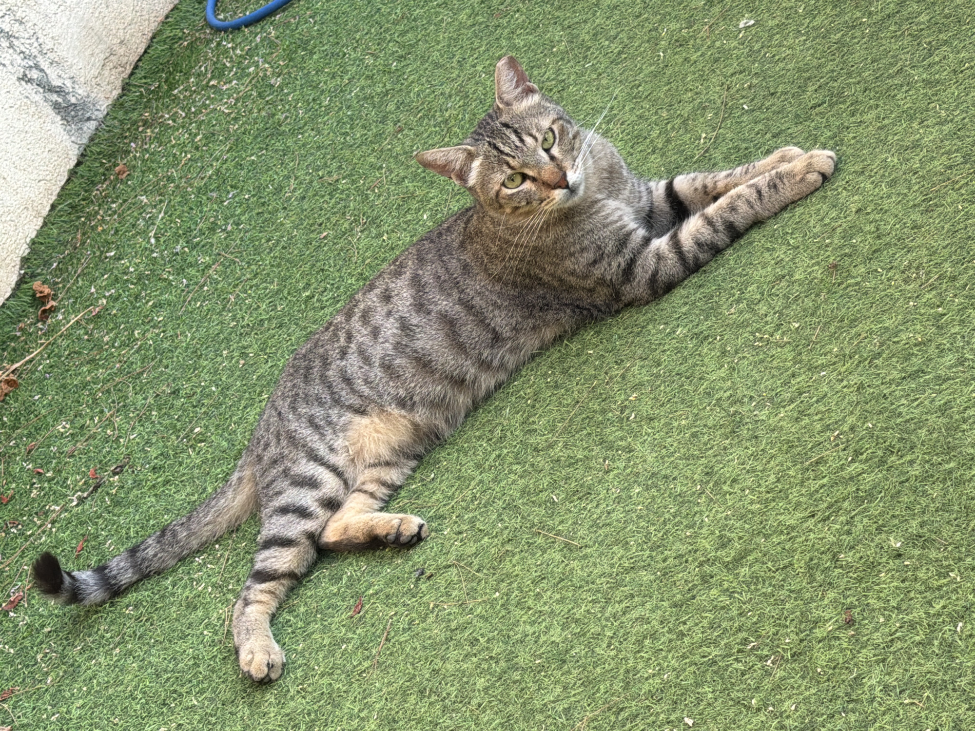 A tabby cat is lying on its side on a patch of artificial green grass, with its front paws crossed. The cat is facing the camera, and its tail is extended upwards and slightly curved. In the background, there is a stone wall and a blue object that appears to be a hose nozzle. The scene is outdoors, suggesting it could be in a yard or a park in Gedera, Israel. The lighting indicates it is daytime.