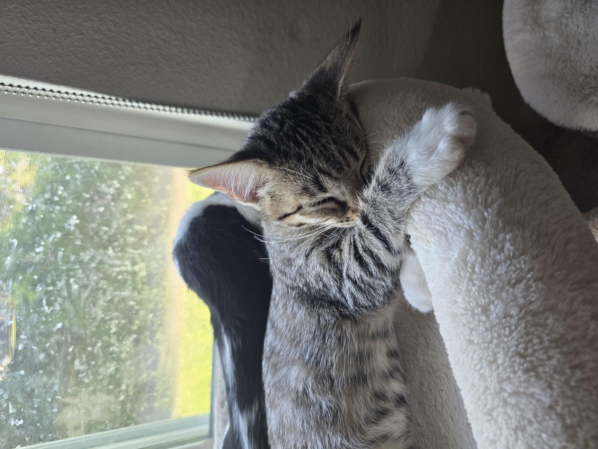 A tabby kitten sleeps curled up on a white fluffy surface, with its head resting on its paws. The kitten's fur is grey and black striped, and its eyes are closed. Behind the kitten, another cat, mostly black with a white stripe on its back, is also resting. They are positioned in front of a window with a view of greenery outside, suggesting a domestic indoor setting. The scene is lit by natural light.