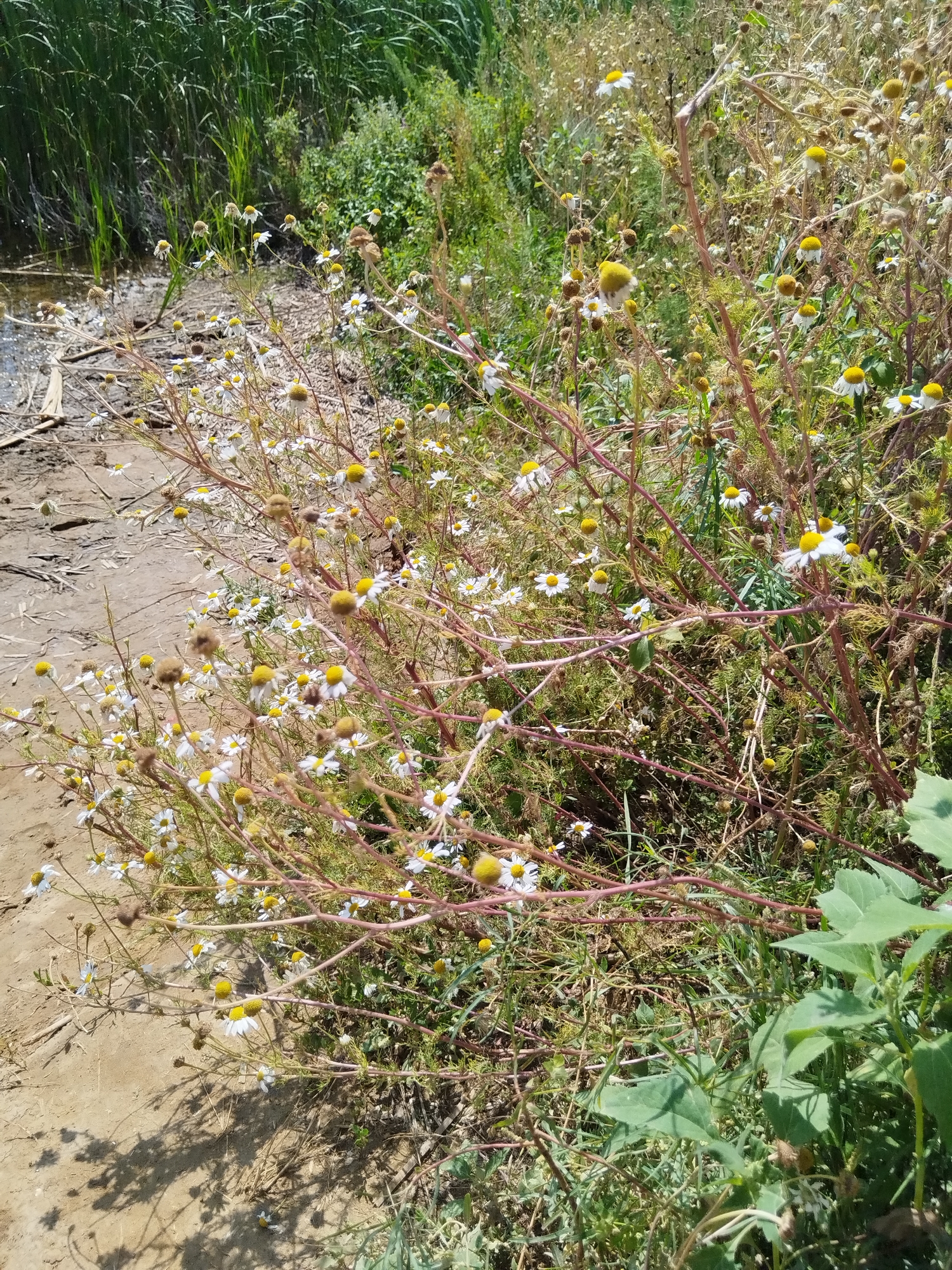 This image depicts a patch of wild chamomile flowers growing near a body of water on a sunny day. The flowers have white petals and yellow centers, and they are surrounded by green grasses and other vegetation. The ground appears to be sandy and dry in some areas, with some scattered debris. The background shows tall reeds or grass near the water's edge. No people are visible in the scene. The location is identified as Parfenovka, Russia, suggesting a rural or natural environment within that city.
