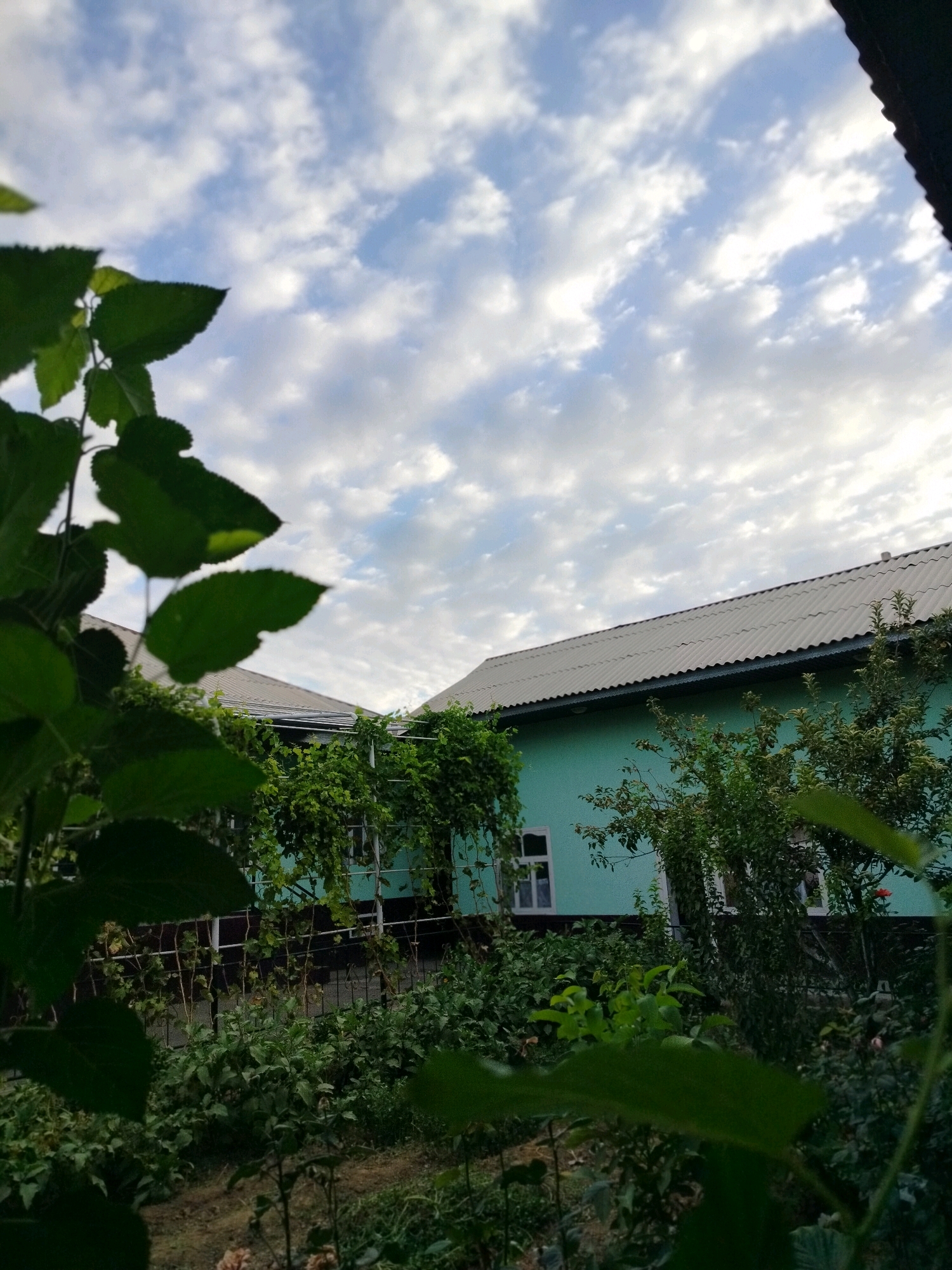 This is an outdoor, eye-level, medium shot photograph taken in the city of Көлкент, Kazakhstan. The image captures a partially obscured view of two buildings with corrugated metal roofs and light teal colored walls. The foreground is dominated by the dark green foliage of trees and vines, which creates a natural frame for the scene. Behind the greenery, the buildings are visible with white framed windows and a dark trim along the roofline. The sky above is partly cloudy with a mix of white clouds and blue sky, suggesting daytime. The lower portion of the image shows a garden area with dense vegetation, including various plants and some visible soil. The overall impression is one of a residential or rural setting.