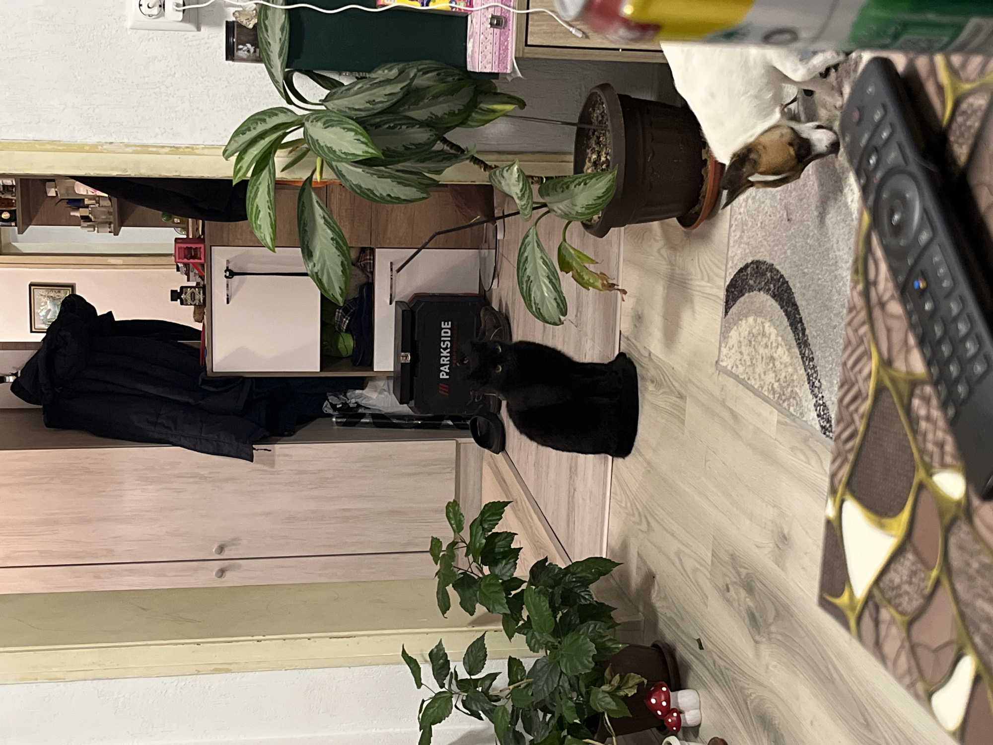 A black cat sits on a light-colored wooden floor, near a black "PARKSIDE" toolbox. A potted plant with speckled green leaves is behind the toolbox. Another potted plant with darker green leaves sits near the bottom of the frame. A remote control lies on a patterned rug to the right of the cat. The location is Karavelovo, Bulgaria.