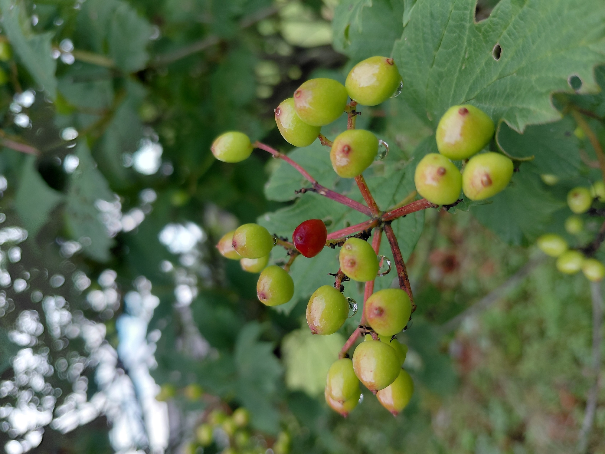 The image shows a close-up of a cluster of green berries on a branch, with one red berry among them. The berries are round and smooth, with some appearing to have water droplets on them. They are attached to thin, reddish-brown stems that branch out from a thicker central stem. Several large, green leaves with visible veins are in the background, some of which have small holes. The overall scene is outdoors, with a blurry, bokeh effect of green foliage and possibly some sky or light in the upper portion of the image. The setting appears to be a natural environment, possibly a garden or a park, with no specific indications of being in the city of Chernivtsi, Ukraine. There are no people or animals visible in the image, and no actions or interactions are depicted.