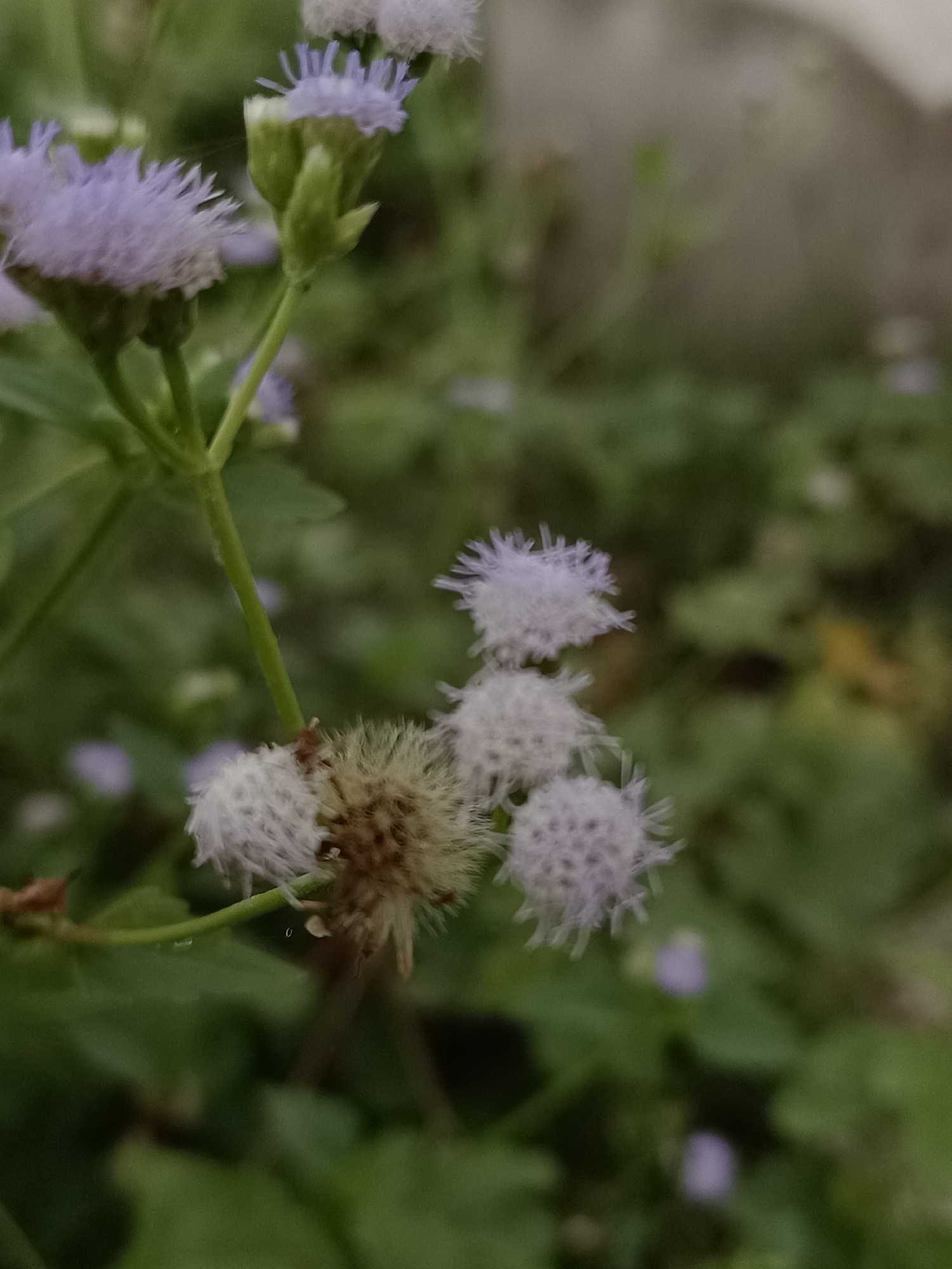 The image shows a close-up of a cluster of small, fuzzy, light purple flowers with green stems and leaves. The flowers are out of focus in some areas, creating a soft, bokeh effect in the background, which appears to be lush greenery. The image was taken in Meunasah Raya, Indonesia.