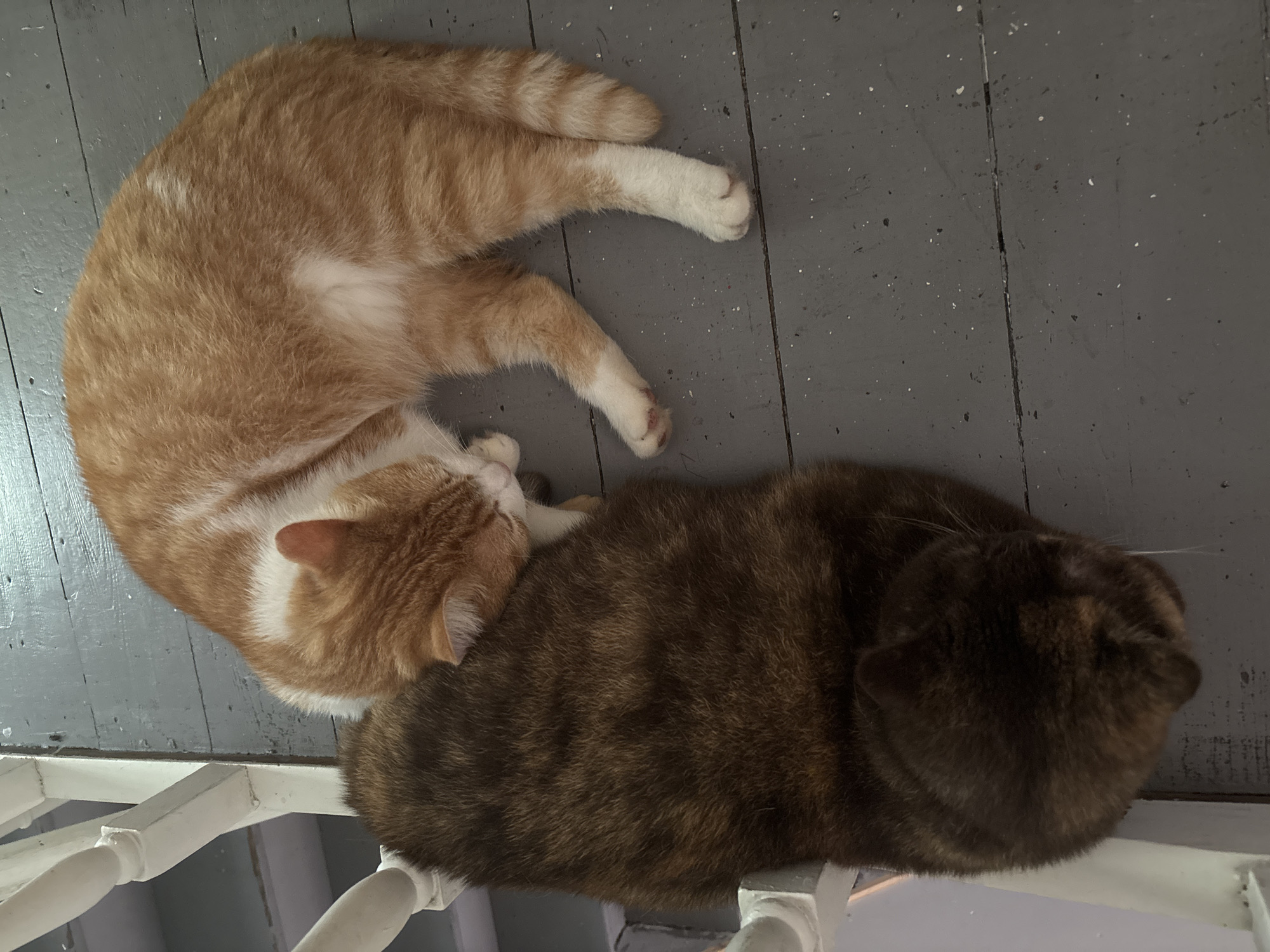 Two cats are resting on a grey wooden floor next to a white railing. The cat on the left is dark brown and tortoiseshell patterned. The cat on the right is orange and white tabby. The orange and white cat has its head tucked into the body of the brown cat. The railing is white and painted, with vertical posts. The floorboards are wide and grey with visible seams and some white speckles.