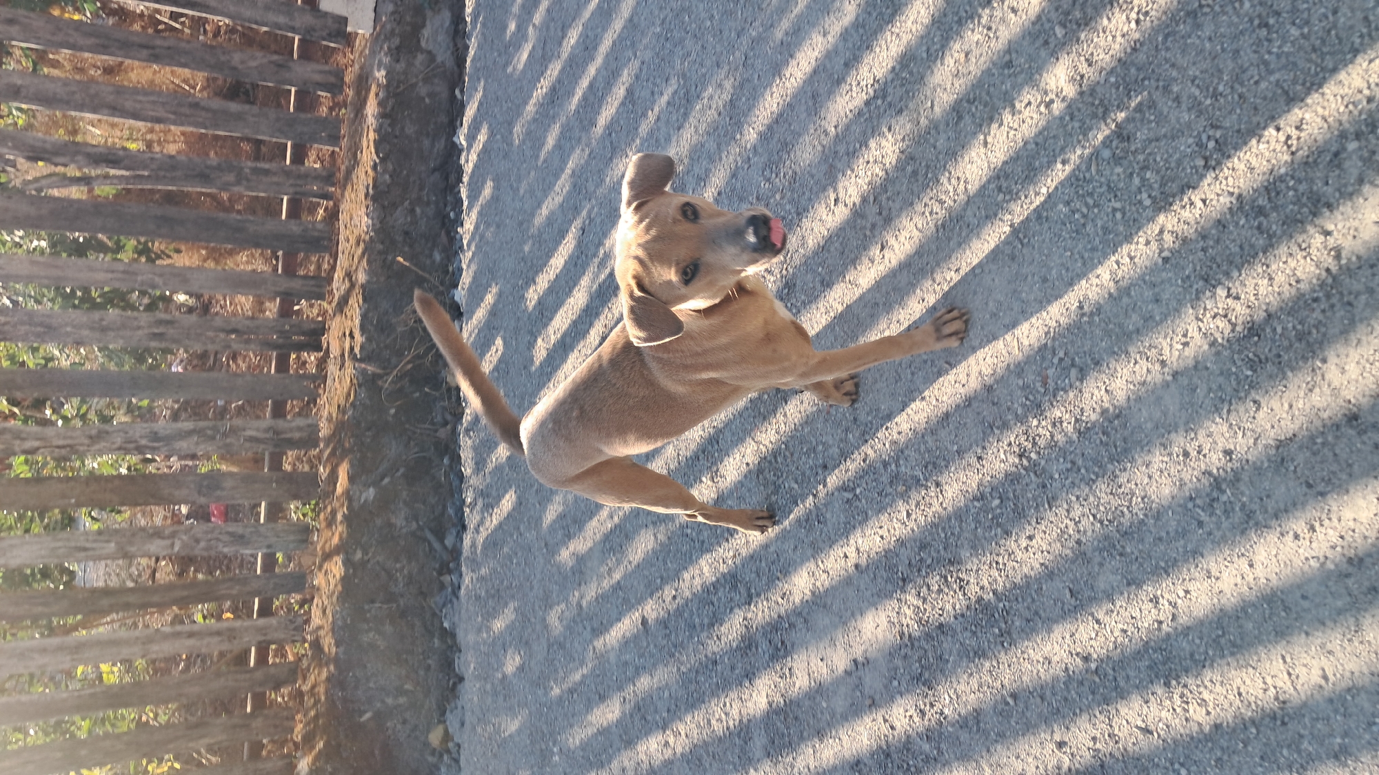 An athletic, light brown dog with a light pink tongue sticking out stands on a gravelly, sun-dappled surface. The dog's tail is held high and curved, and its ears are pointed forward. Behind the dog, a wooden fence made of vertical posts runs horizontally across the frame. The ground in front of the dog is covered in small stones and pebbles, with distinct shadows cast by the fence creating parallel lines across the surface. The scene appears to be outdoors, possibly in a rural or suburban area of Kupang, Indonesia, given the natural lighting and rustic fence. The overall impression is one of a dog in a natural outdoor setting, likely during daylight hours.