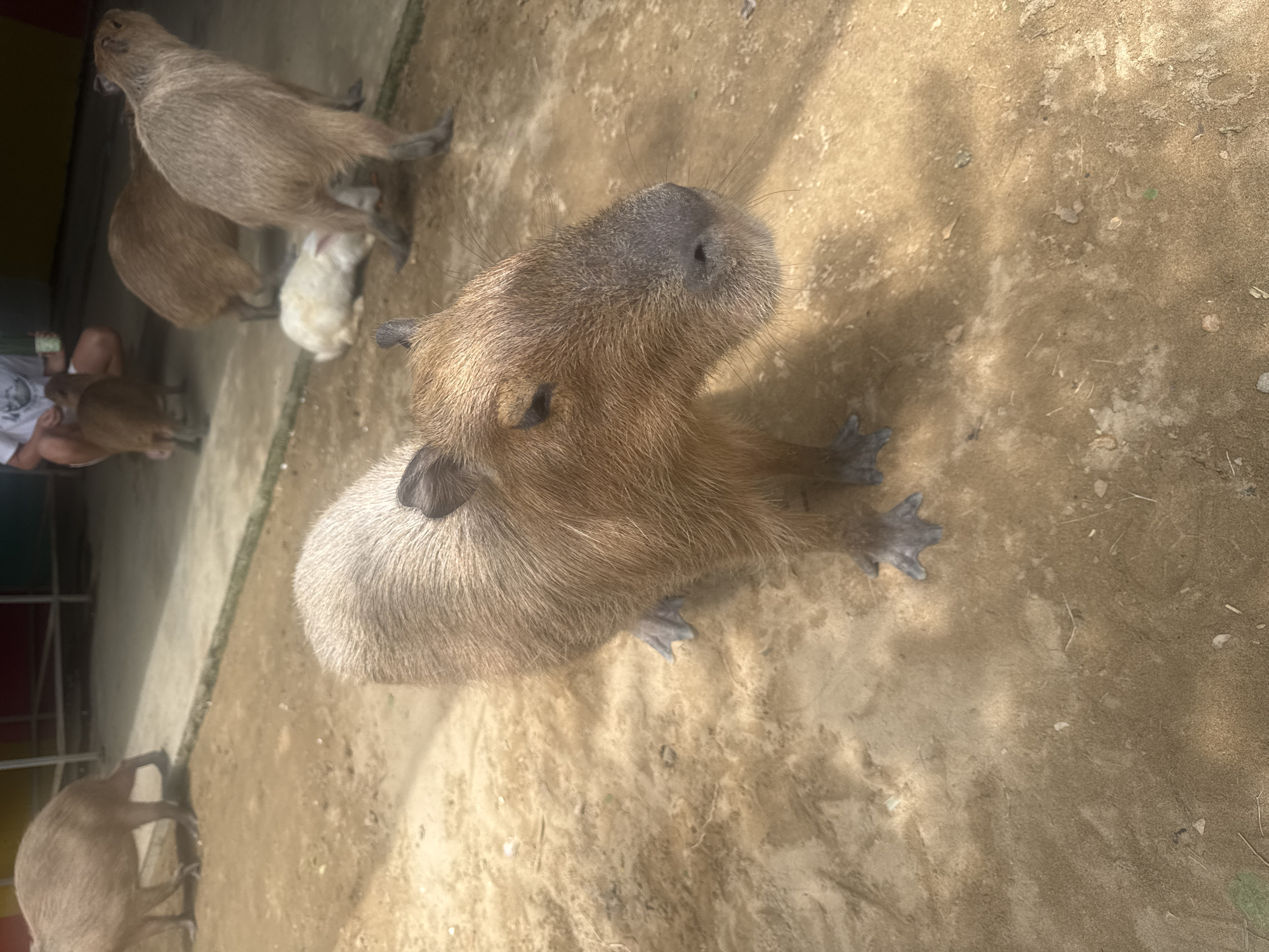 In Phước Hải, Vietnam, a medium shot captures a capybara in the foreground, facing the camera with its head slightly turned to the right. The capybara is light brown with coarse fur and its eyes are partially closed. Its front paws, which have visible webbing between the toes, are resting on the sandy ground. In the background, two other capybaras are visible, one standing and facing away, and another in the mid-ground facing towards the right. A white rabbit is lying down behind the standing capybara. To the far left, a portion of another capybara is visible. A person wearing a white t-shirt is partially visible in the upper right quadrant of the image, crouched down. The environment appears to be an outdoor enclosure with a sandy ground surface.
