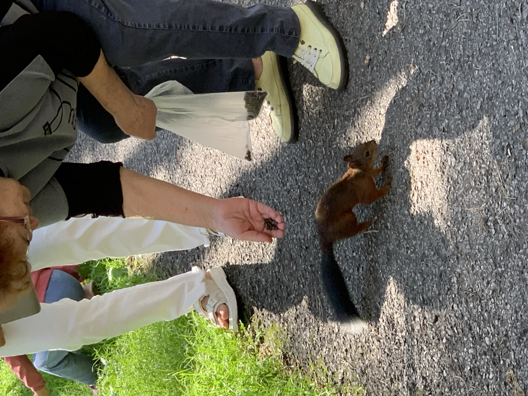 The image shows a squirrel on a gravel path, being fed by people. The squirrel is small and brown with a bushy tail, and it is leaning forward, about to take food from a person's hand. The person is wearing white pants and has their hand extended, offering small dark objects. Another person is standing next to them, holding a clear plastic bag filled with the same dark objects. In the background, green grass and trees are visible, suggesting an outdoor setting, possibly a park or natural area. The image is taken from a slightly elevated angle, looking down on the scene. The lighting suggests it is daytime, with shadows cast by the people and the squirrel. The location is specified as the city of Prokopyevsk, Russia.