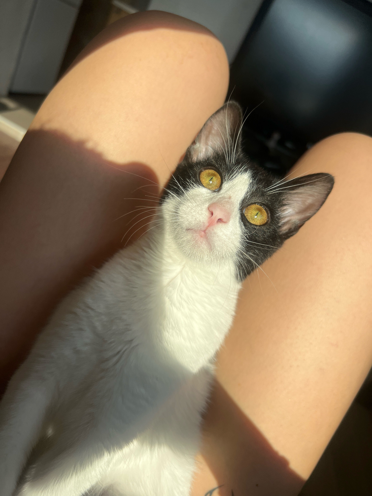 A black and white cat with striking yellow eyes is positioned on a person's lap. The cat's head is turned towards the camera, looking upwards. Sunlight casts a warm glow on the scene, creating shadows across the cat's fur and the person's legs. The background appears to be indoors, with hints of furniture and a dark computer monitor visible. The location is stated to be Aksakovo, Bulgaria.