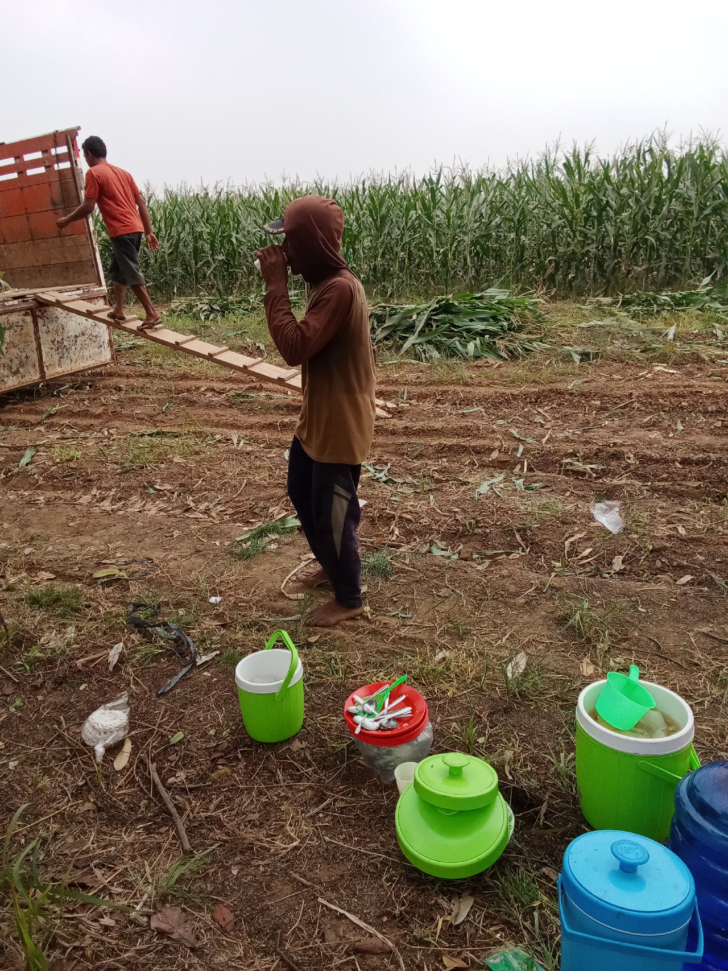 In a cornfield in an unknown location in Indonesia, two men are working near a truck. One man, wearing an orange t-shirt and shorts, is walking up a wooden ramp into the back of the truck. The other man, wearing a brown hooded shirt and dark pants, is standing in the foreground, drinking from a cup. In front of him, on the ground, are several buckets and containers, some filled with water and ice. The ground is covered with dirt and dried leaves, and the corn stalks are tall and green. The sky is overcast.