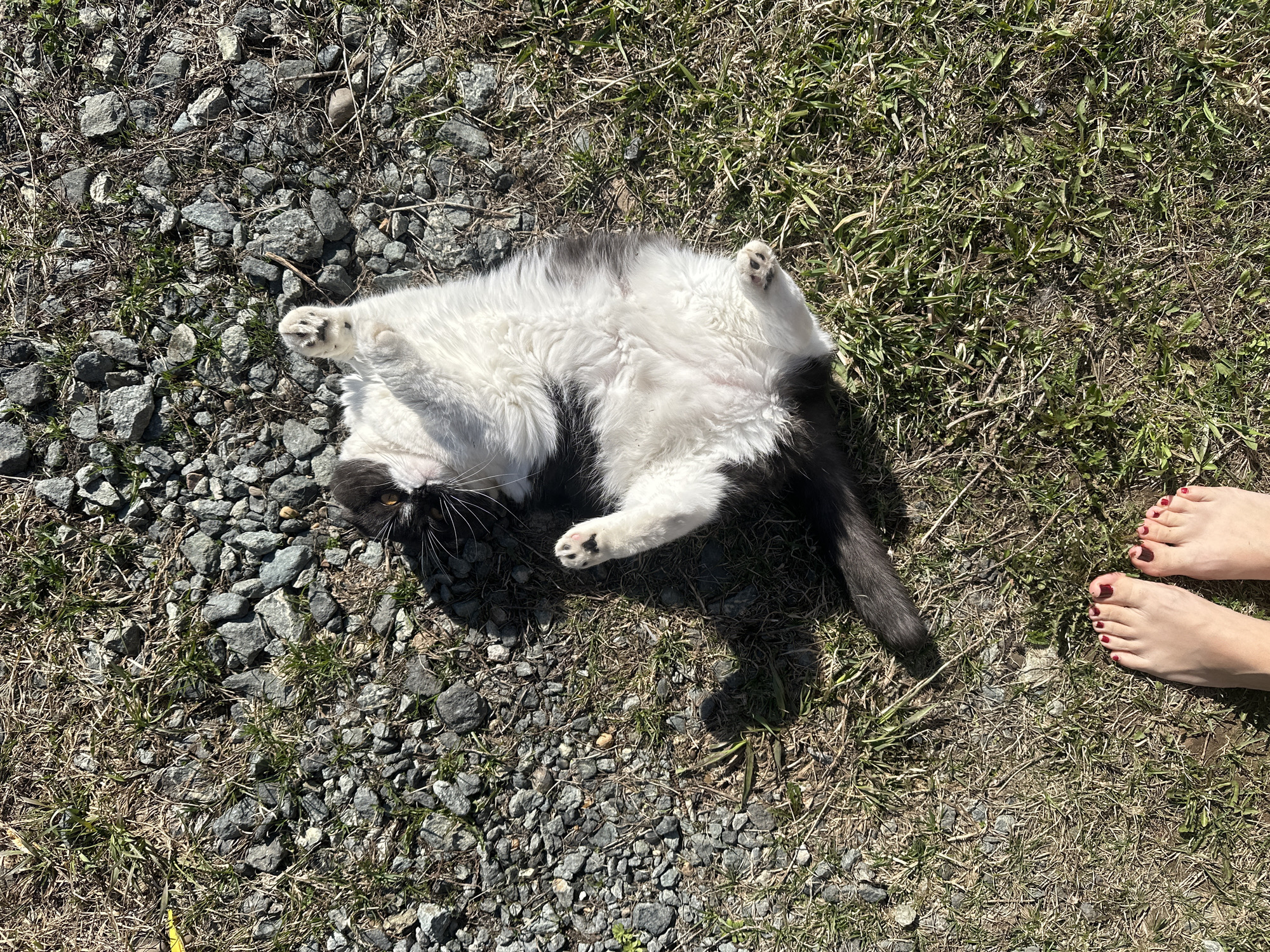 An overhead, brightly lit outdoor shot captures a black and white cat lying on its back, exposing its fluffy white belly. Its paws are curled upwards, and its head is slightly turned, with its eyes open, giving a relaxed appearance. The cat's fur is predominantly white on its underside and parts of its legs, with black markings on its back, head, and tail.
Adjacent to the cat, in the lower right portion of the image, a pair of bare human feet are visible. The toenails are painted a dark red or maroon color.
The ground surface is a mixture of elements: small, irregularly shaped grey gravel stones are interspersed with patches of dry, light brown grass and areas of vibrant green new grass growth. The overall impression is that of a natural or semi-natural outdoor area, possibly a yard or a gravel path with encroaching vegetation.
The direct, strong sunlight indicates a clear, sunny day, likely mid-morning or afternoon, as evidenced by the distinct shadows cast by the cat and other elements on the ground. There is no visible text in the image. The scene takes place in Kharnavy, Russia.
