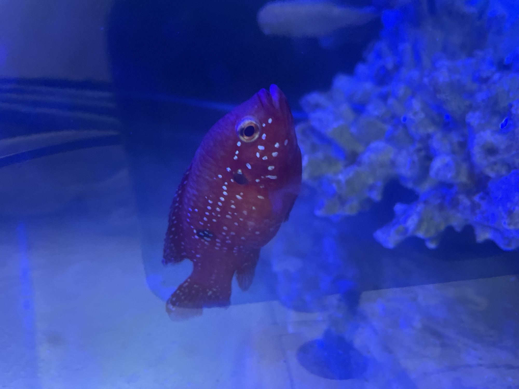 A red fish with white spots swims in a blue aquarium. The fish is in focus, with the background blurred. The fish is facing left, with its mouth slightly open. There is a coral reef in the background. The lighting is dim, with blue light illuminating the scene. The image is a photograph. There is no information in the image that indicates a location in the city of Sochi, Russia.
